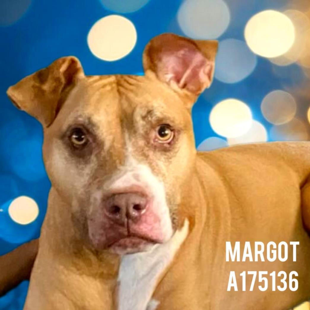 Enlarge MARGOT, a Adoptable Pit Bull Terrier in Tulsa, OK image 1/1