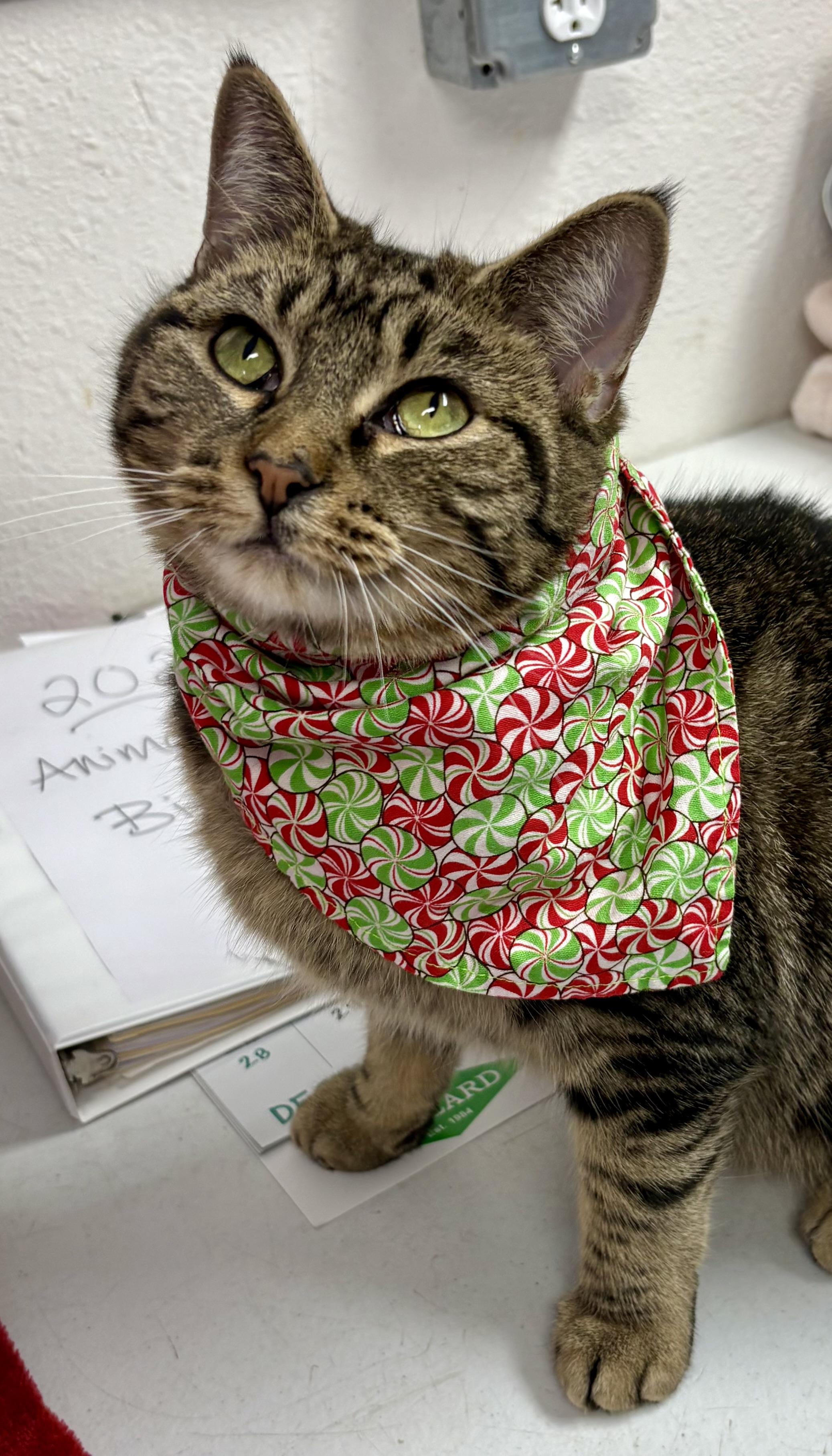 Honeycomb, Adoptable, Adult Female Tabby.