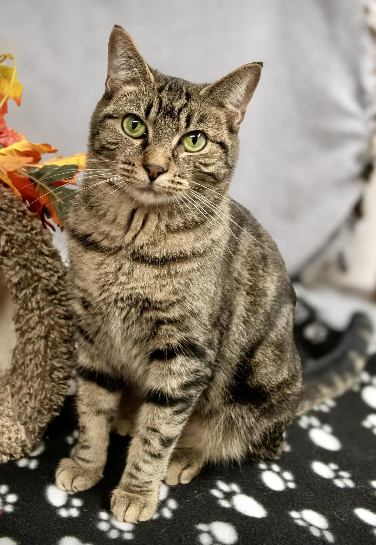 Honeycomb, a Adoptable mixed breed in Charles City, IA image 2/4