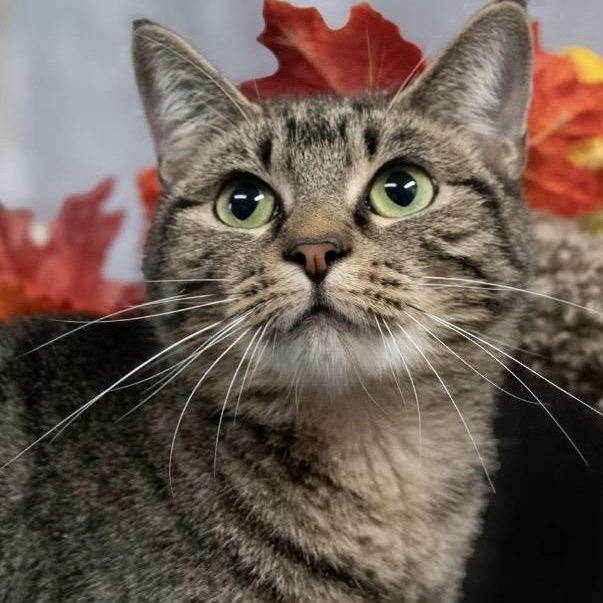 Honeycomb, Adoptable, Adult Female Tabby.
