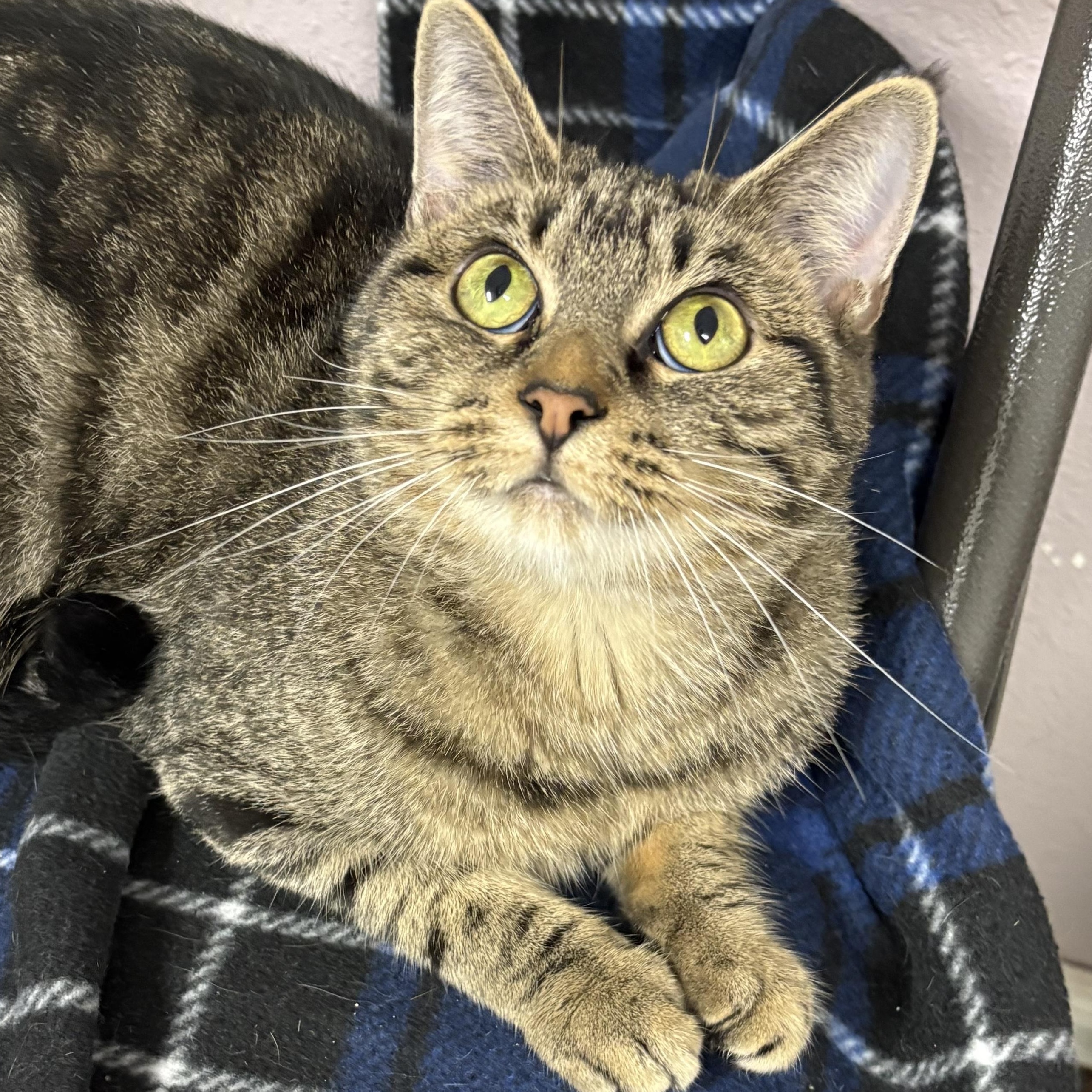 Honeycomb, a Adoptable mixed breed in Charles City, IA image 4/4