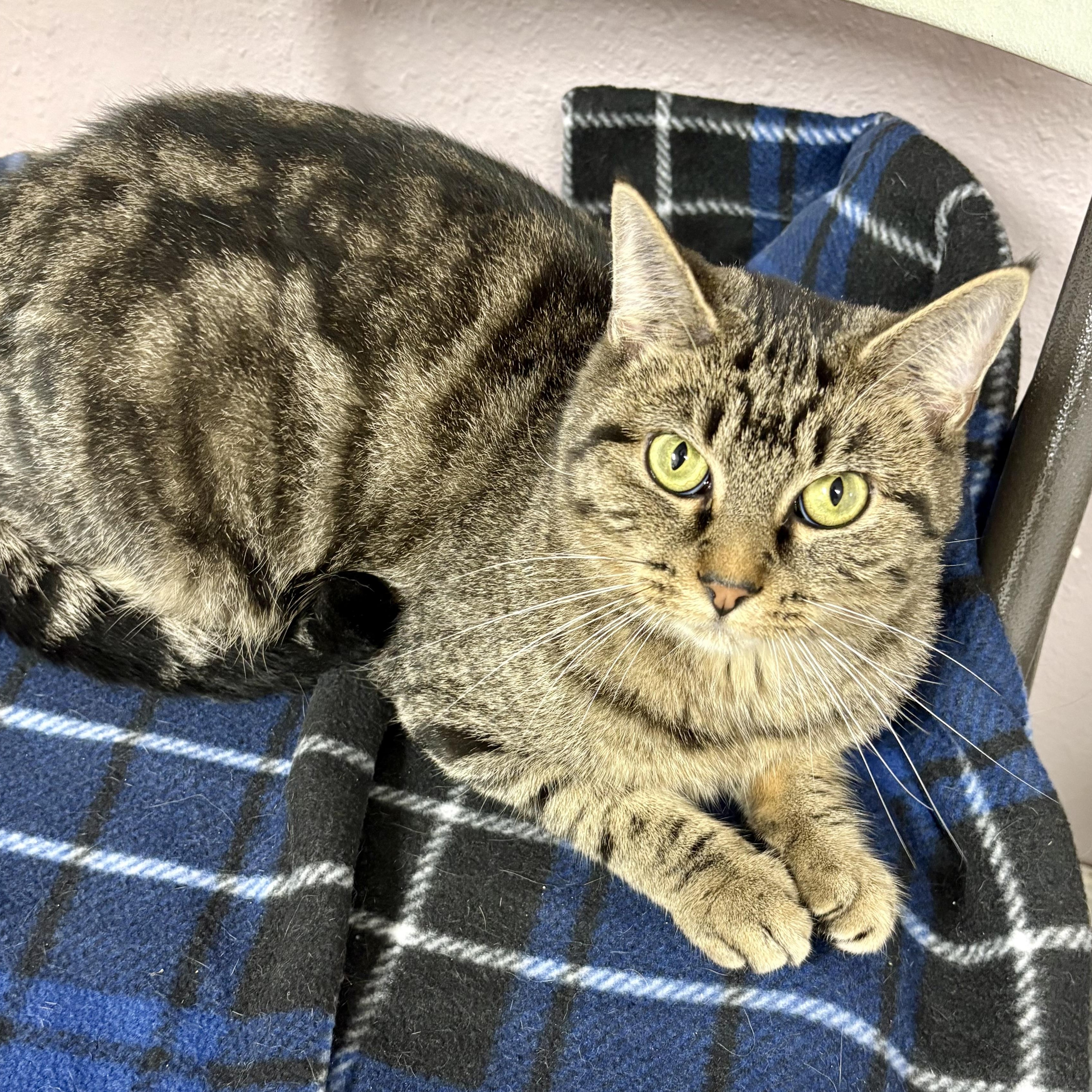 Honeycomb, a Adoptable mixed breed in Charles City, IA image 3/4