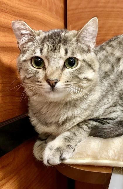 Boogie, Adoptable, Young Female Domestic Short Hair & Domestic Short Hair.