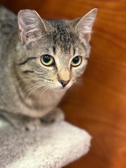 Boogie, a Adoptable mixed breed in San Diego, CA image 2/3