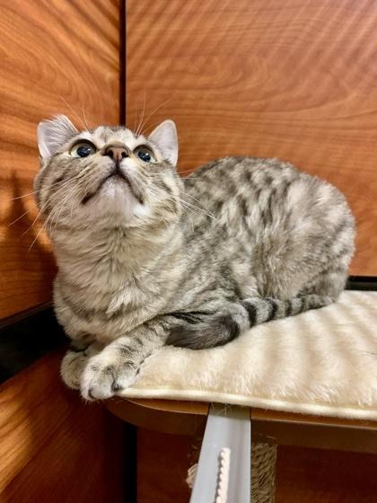 Boogie, a Adoptable mixed breed in San Diego, CA image 3/3