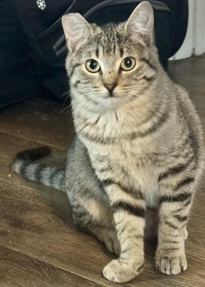 Boogie, Adoptable, Young Female Domestic Short Hair & Domestic Short Hair.