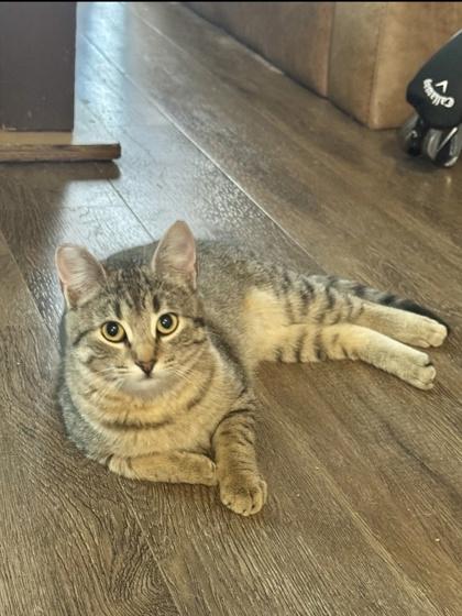 Enlarge Boogie, a Adoptable mixed breed in San Diego, CA image 2/2