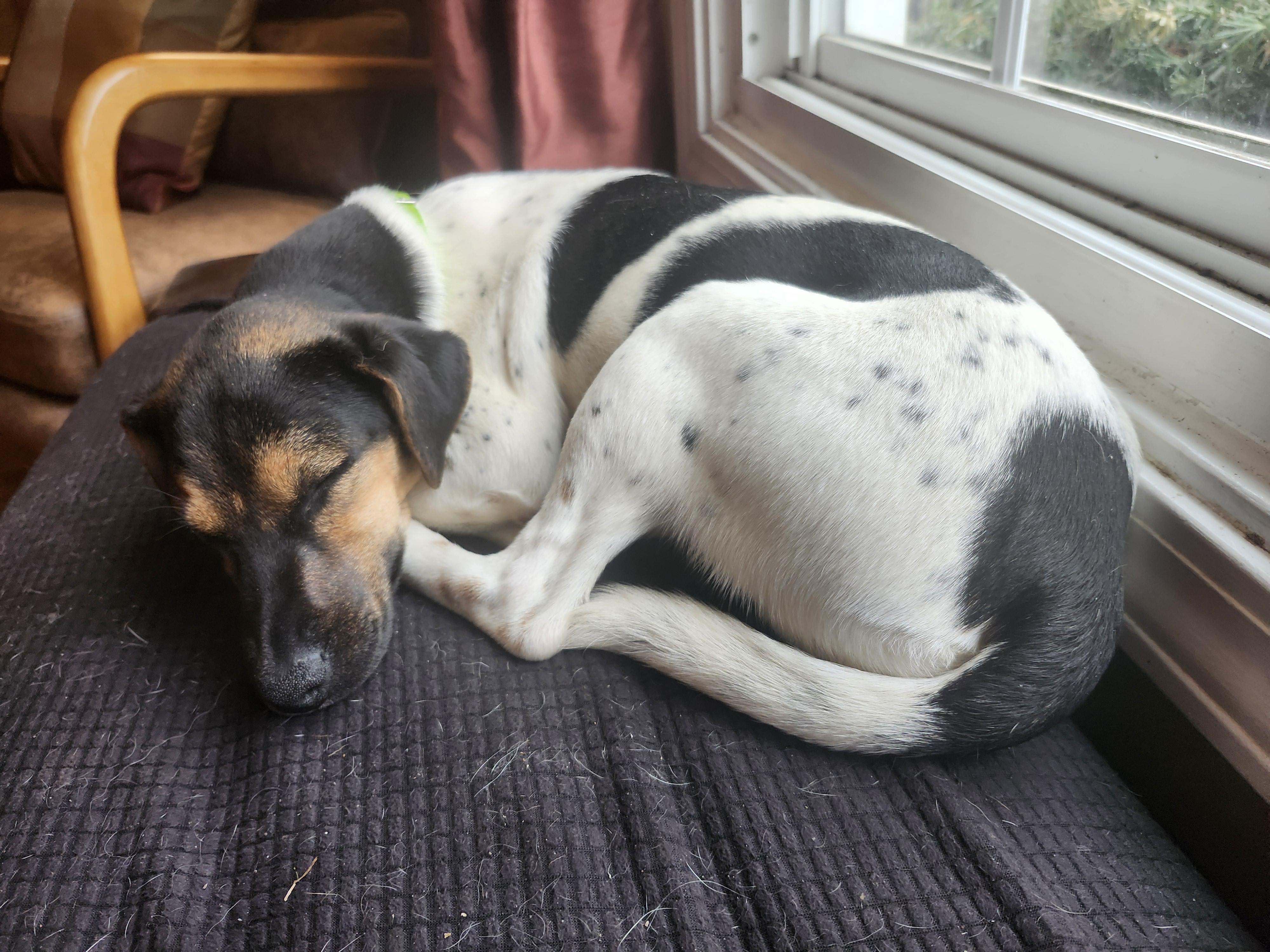 Enlarge Wilhelmina, a ADOPTABLE mixed breed in Aurora, IL image 4/6