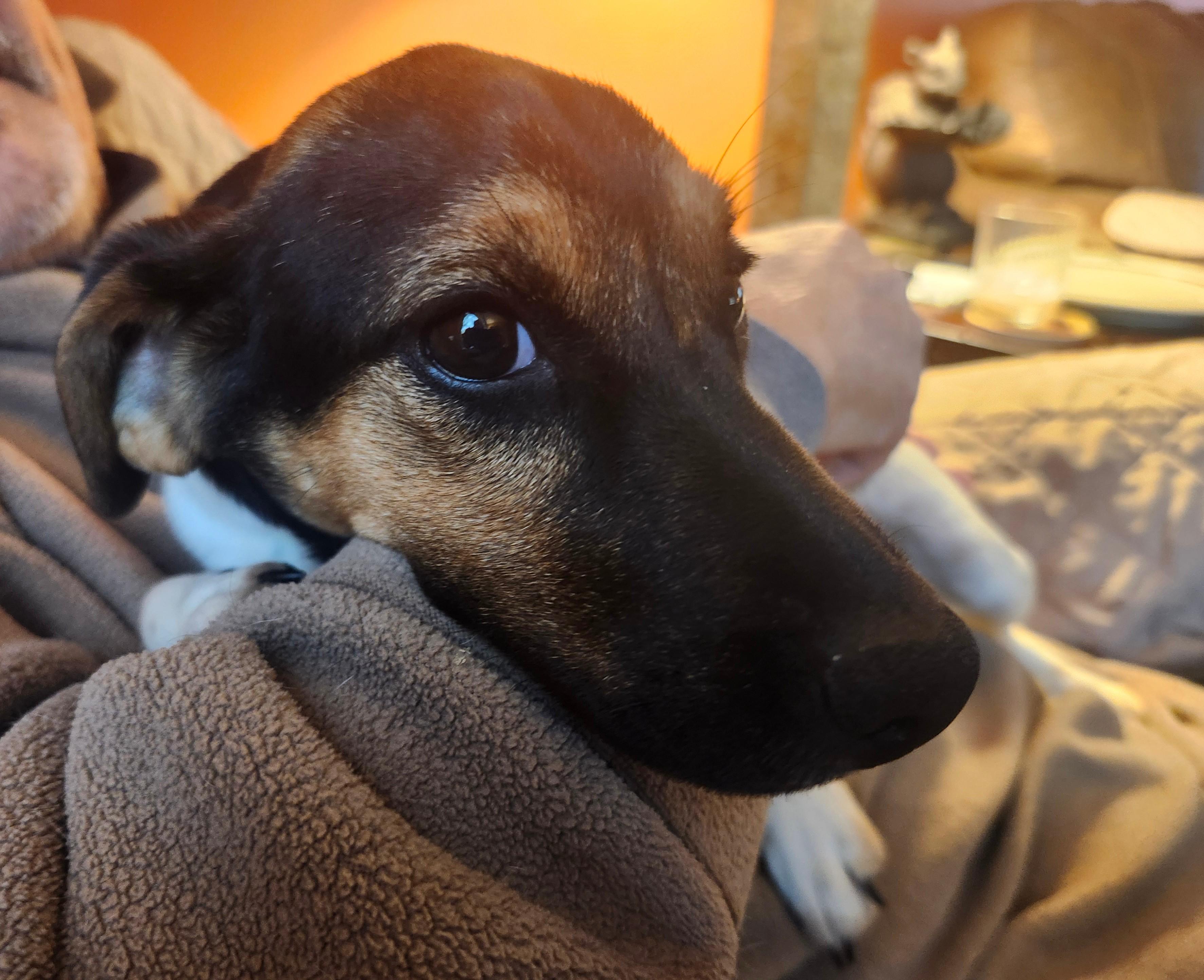 Enlarge Wilhelmina, a ADOPTABLE mixed breed in Aurora, IL image 6/6