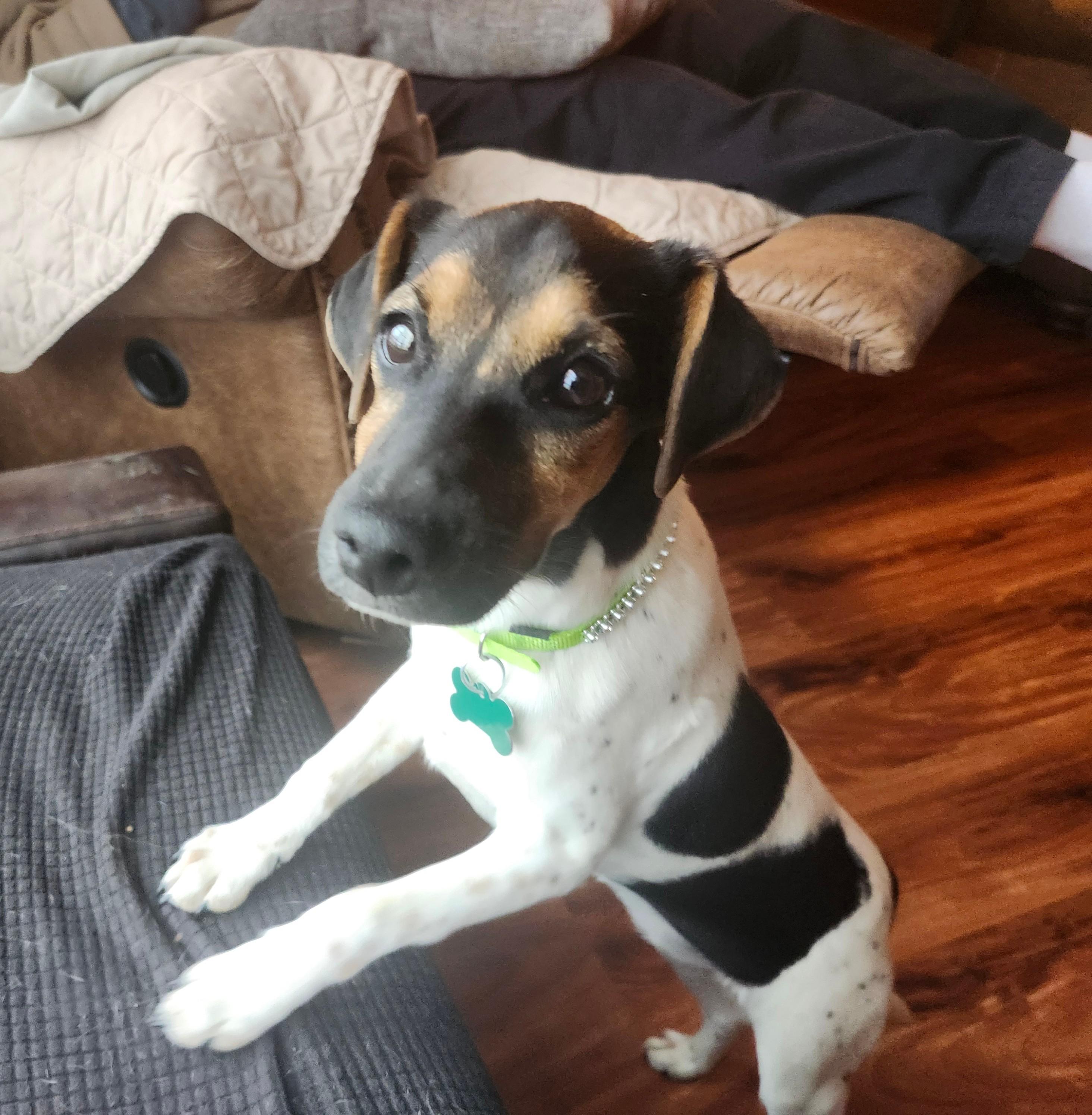 Enlarge Wilhelmina, a ADOPTABLE mixed breed in Aurora, IL image 5/6