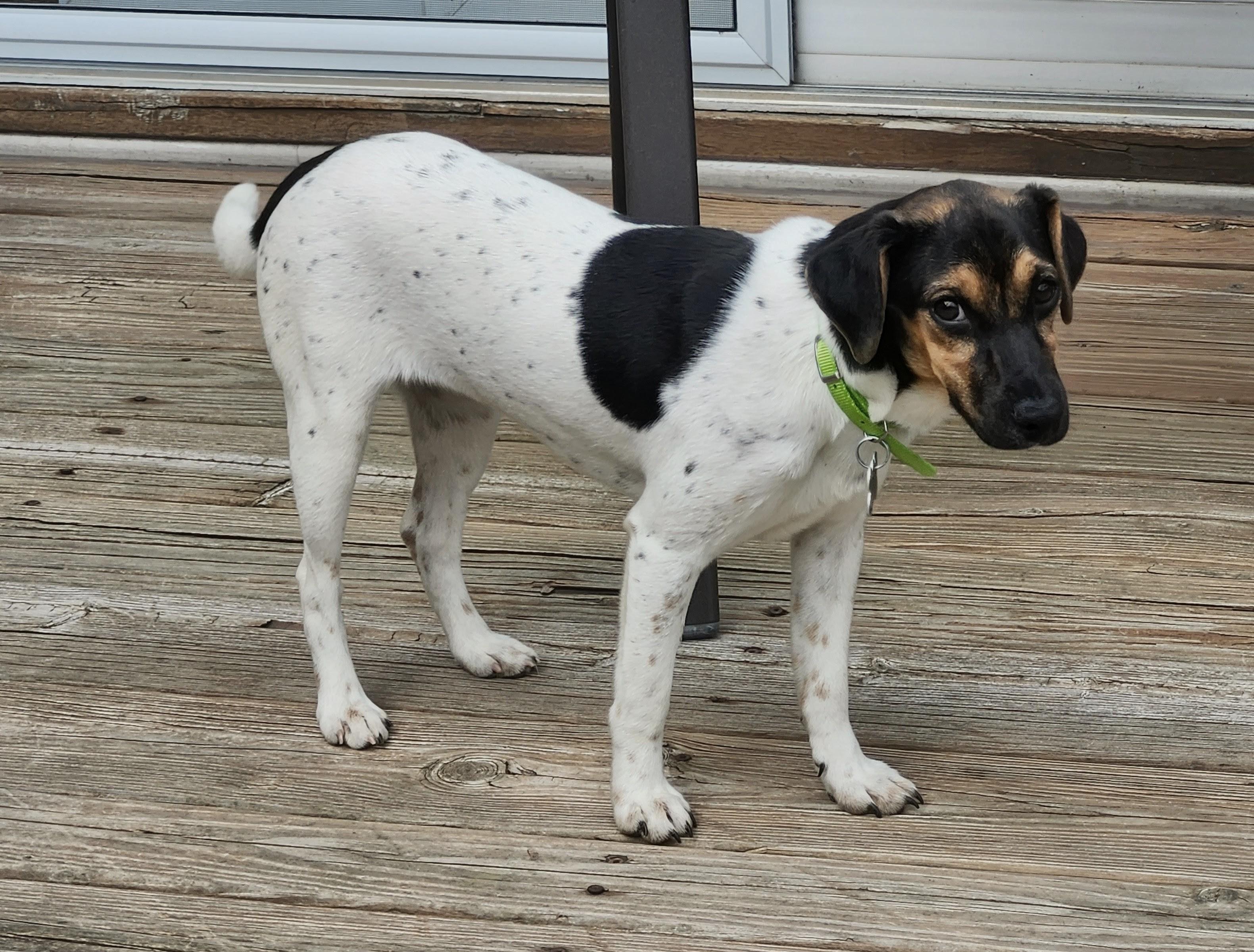 Enlarge Wilhelmina, a ADOPTABLE mixed breed in Aurora, IL image 3/6