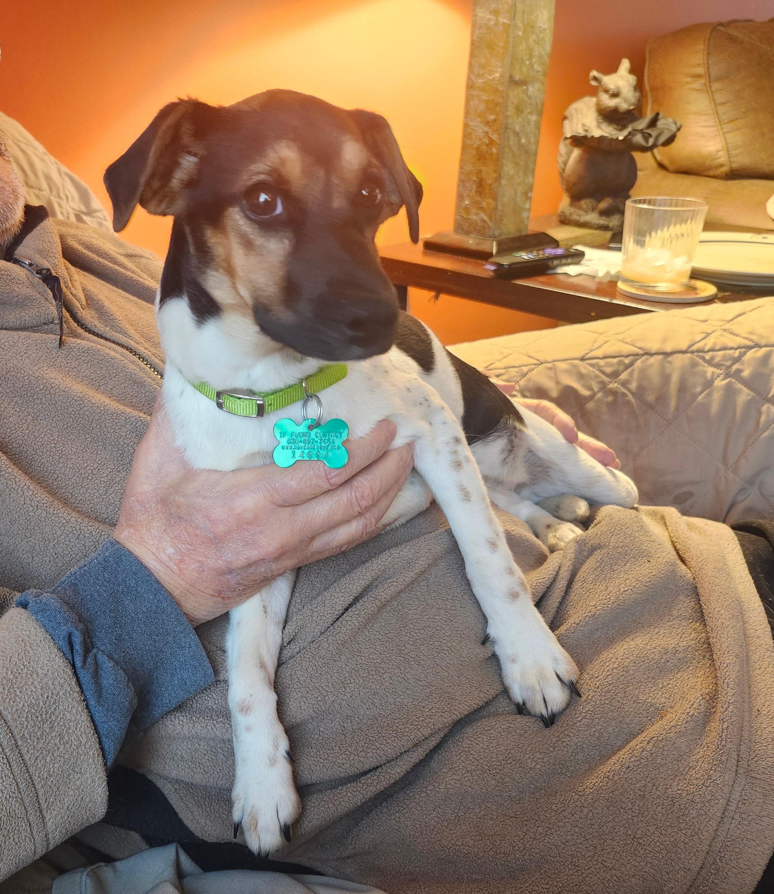 Enlarge Wilhelmina, a ADOPTABLE mixed breed in Aurora, IL image 2/6