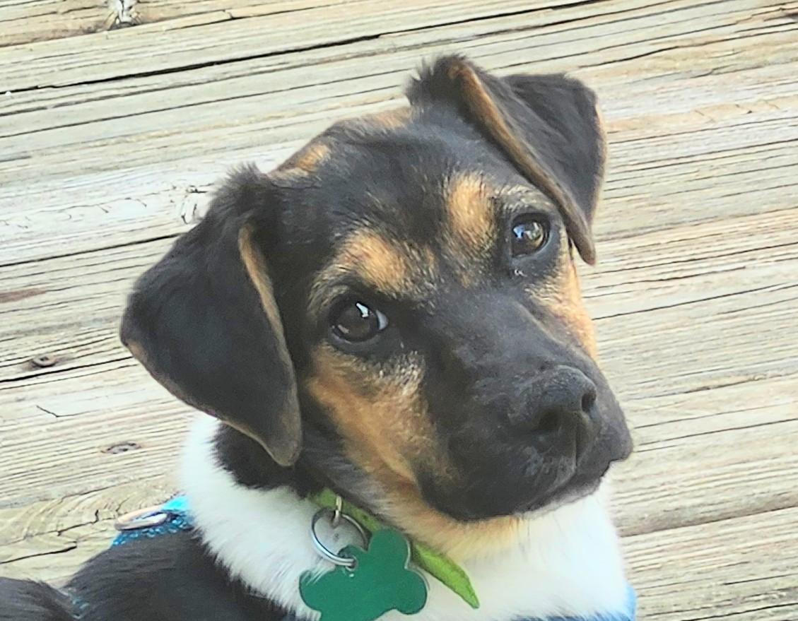 Enlarge Wilhelmina, a ADOPTABLE mixed breed in Aurora, IL image 1/6