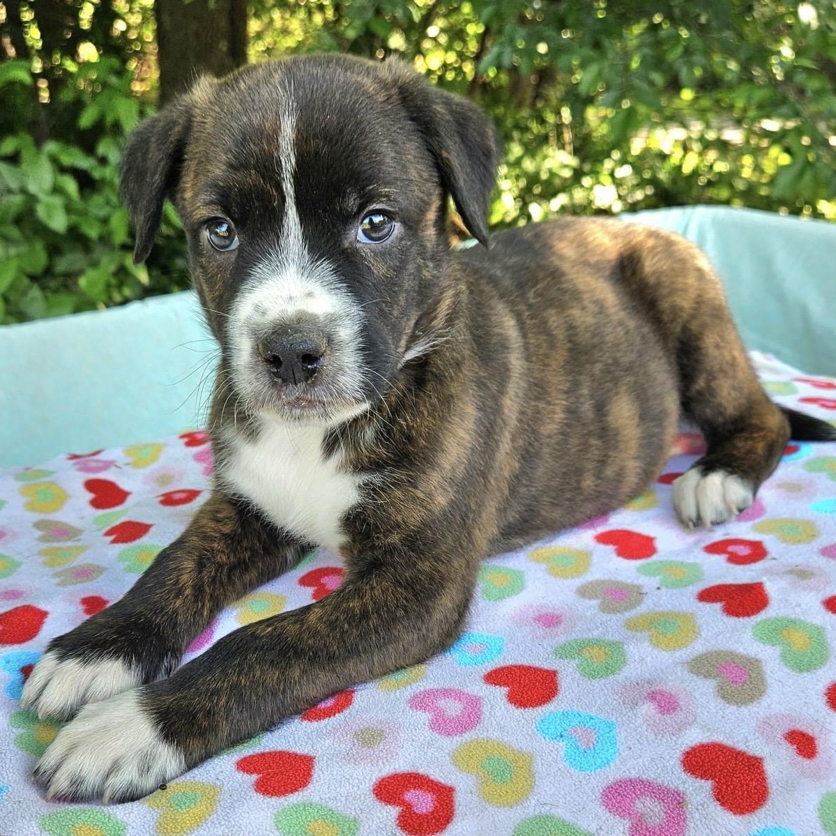 Enlarge Bentley , an adopted mixed breed in Pelham, NH image 4/6