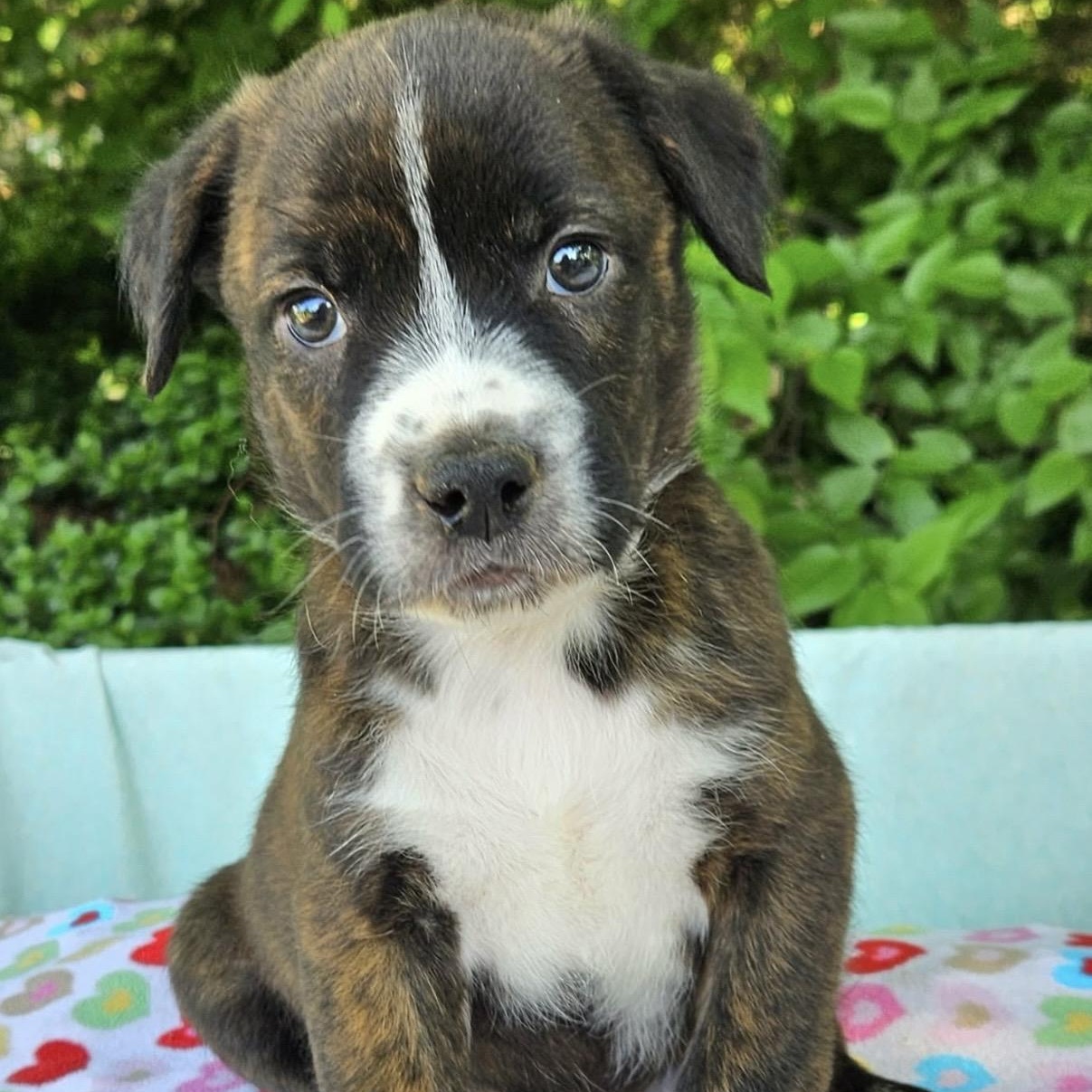 Enlarge Bentley , an adopted mixed breed in Pelham, NH image 2/6
