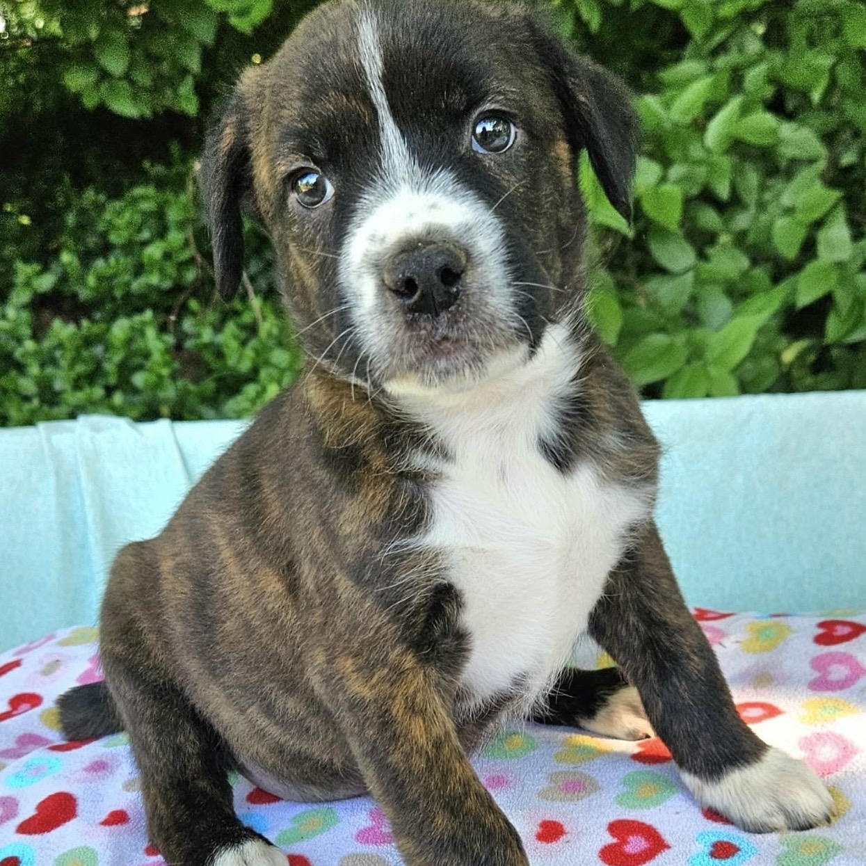 Enlarge Bentley , an adopted mixed breed in Pelham, NH image 3/6