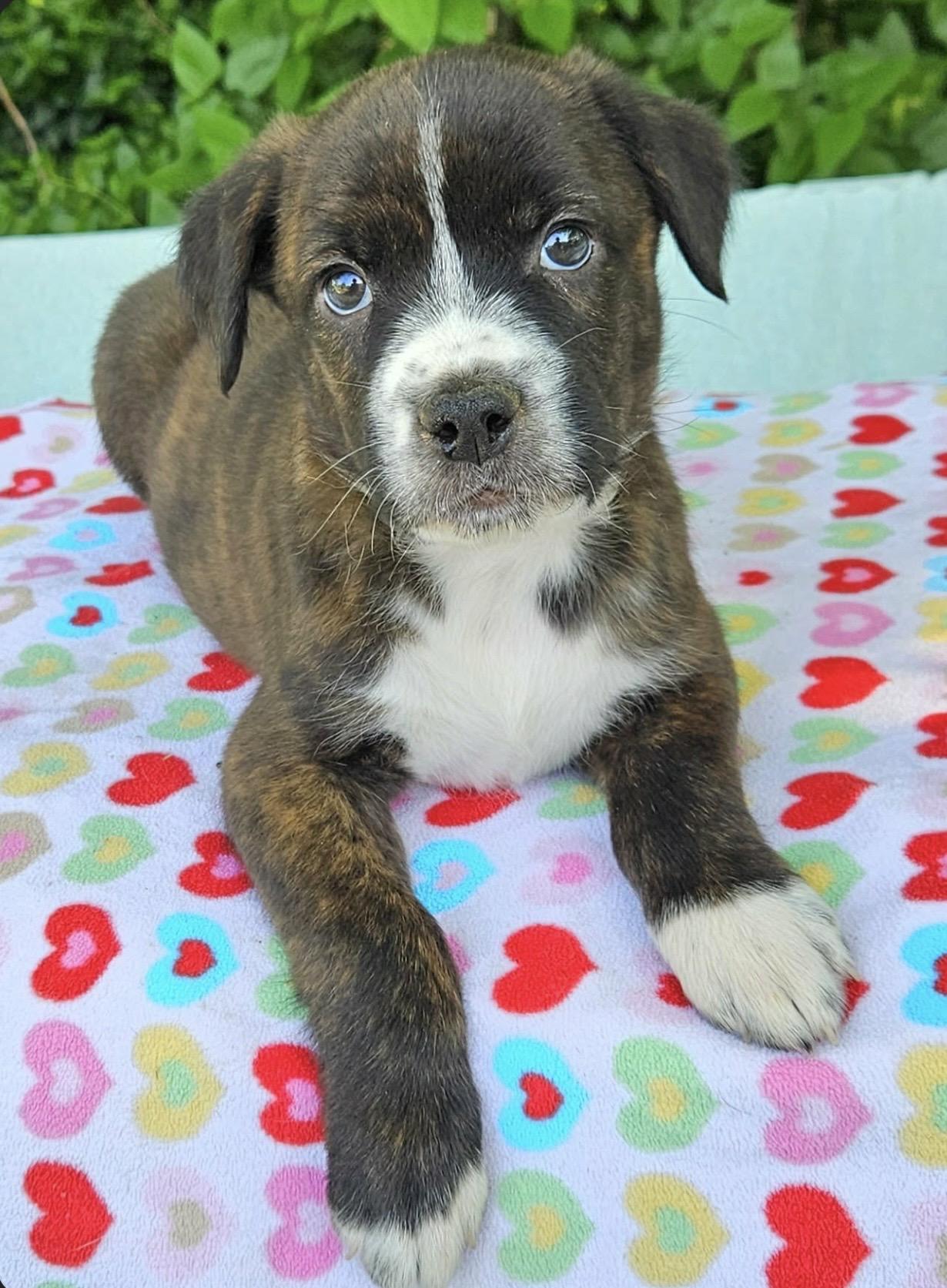 Enlarge Bentley , an adopted mixed breed in Pelham, NH image 6/6
