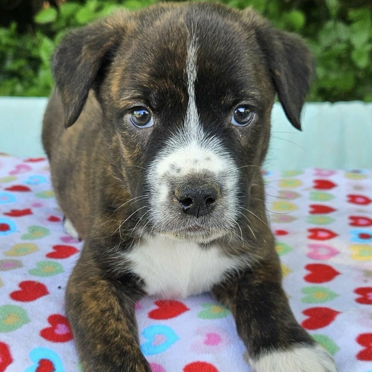 Enlarge Bentley , an adopted mixed breed in Pelham, NH image 5/6
