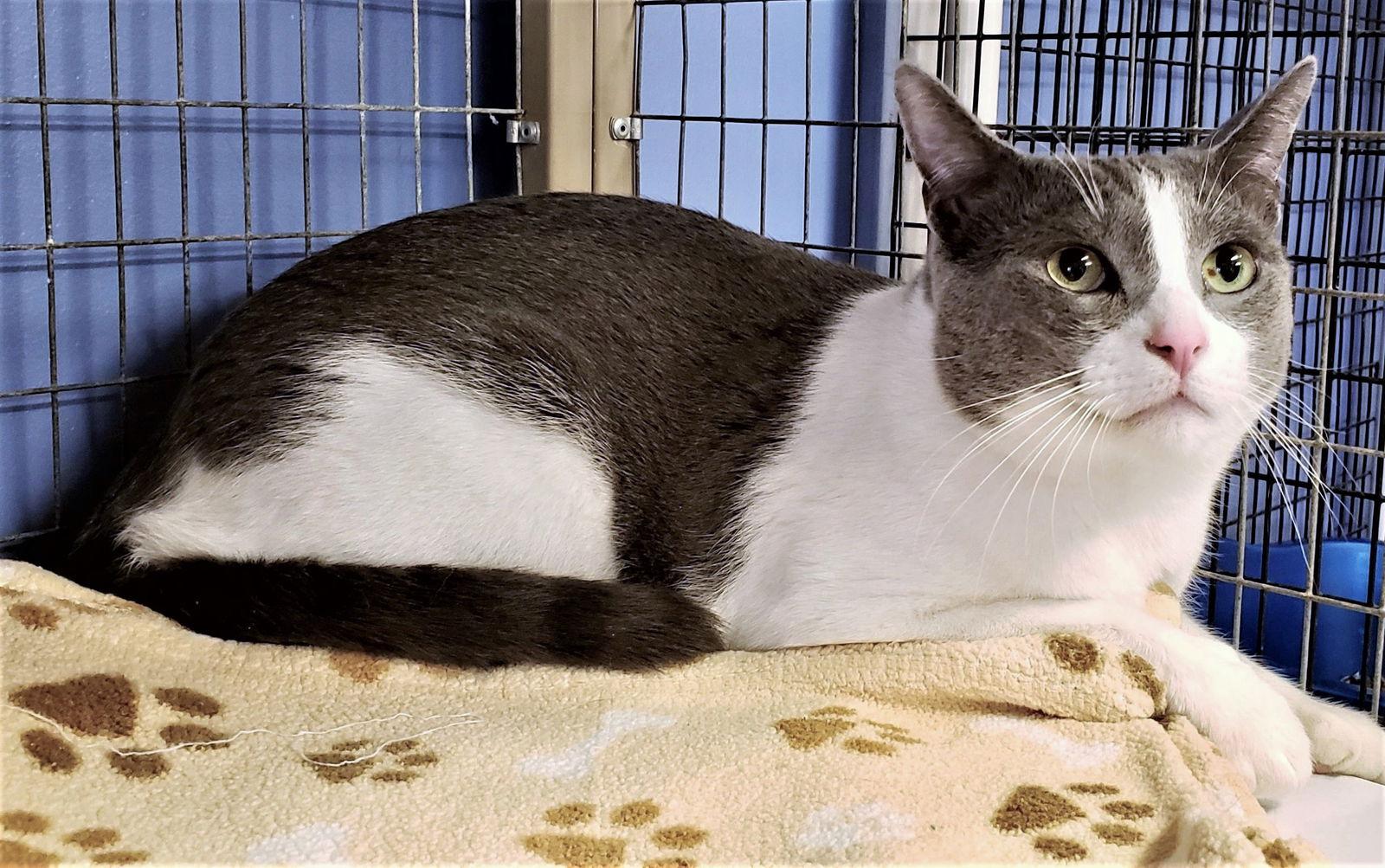 Enlarge Ben, a Adoptable Domestic Short Hair in Seal Beach, CA image 1/6