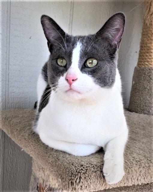 Enlarge Ben, a Adoptable Domestic Short Hair in Seal Beach, CA image 2/6