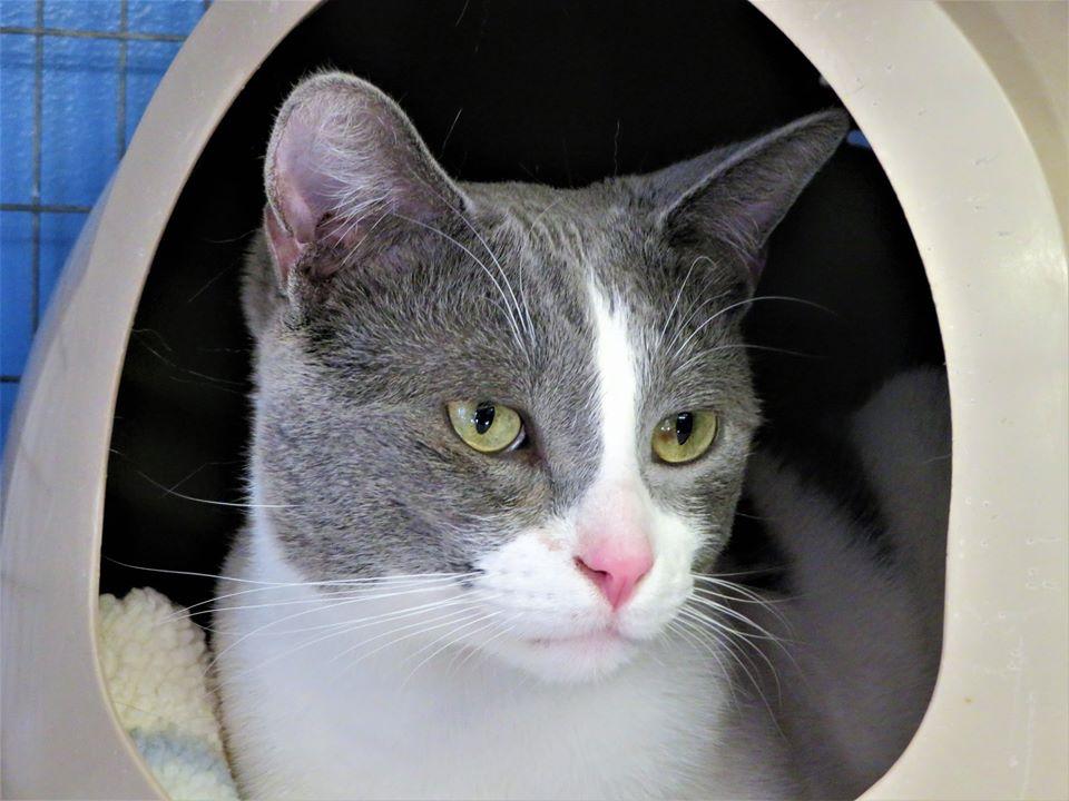 Enlarge Ben, a Adoptable Domestic Short Hair in Seal Beach, CA image 3/6