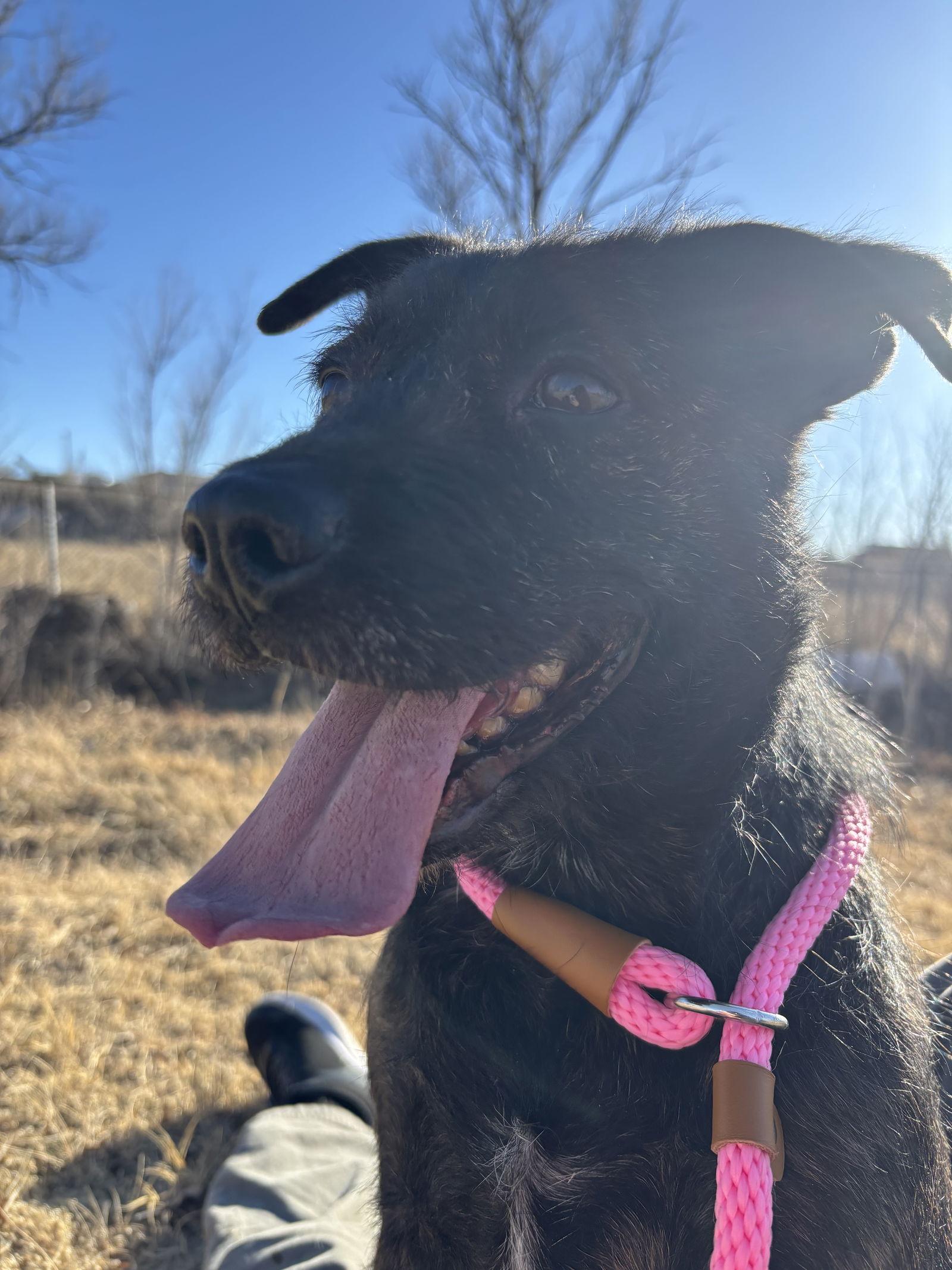 Toodles, Adoptable, Adult Female Terrier.