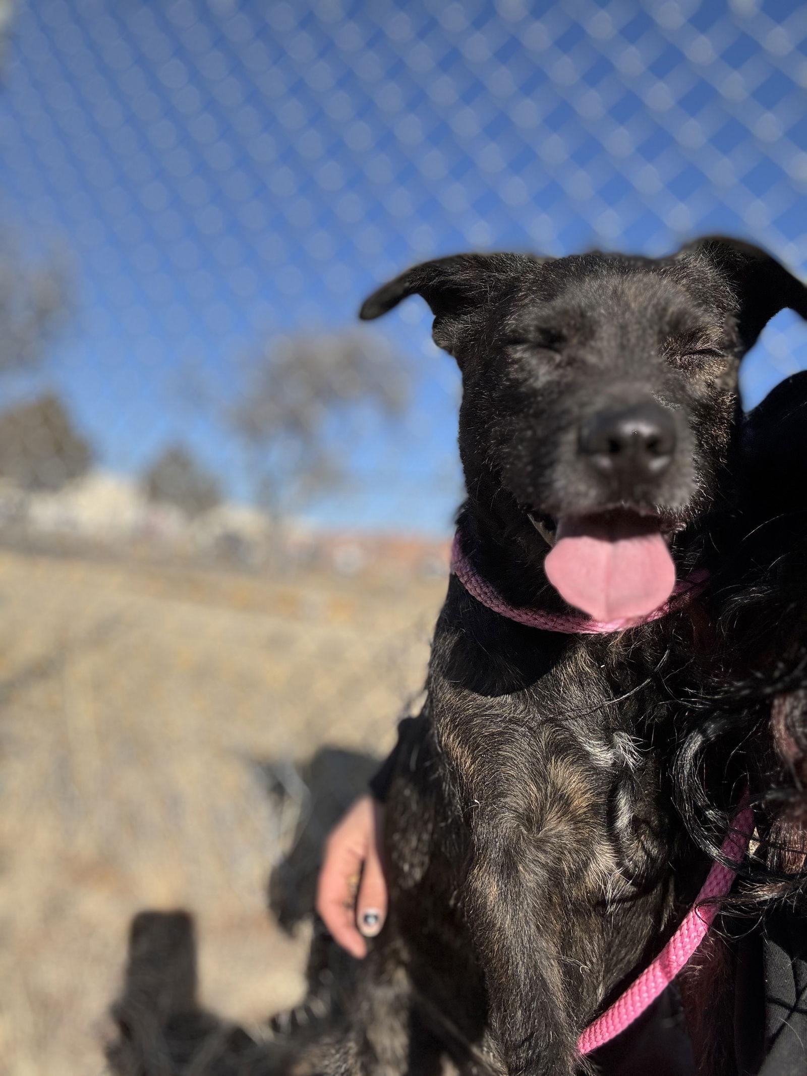 Enlarge Toodles, a Adoptable Terrier in Las Vegas, NM image 2/3