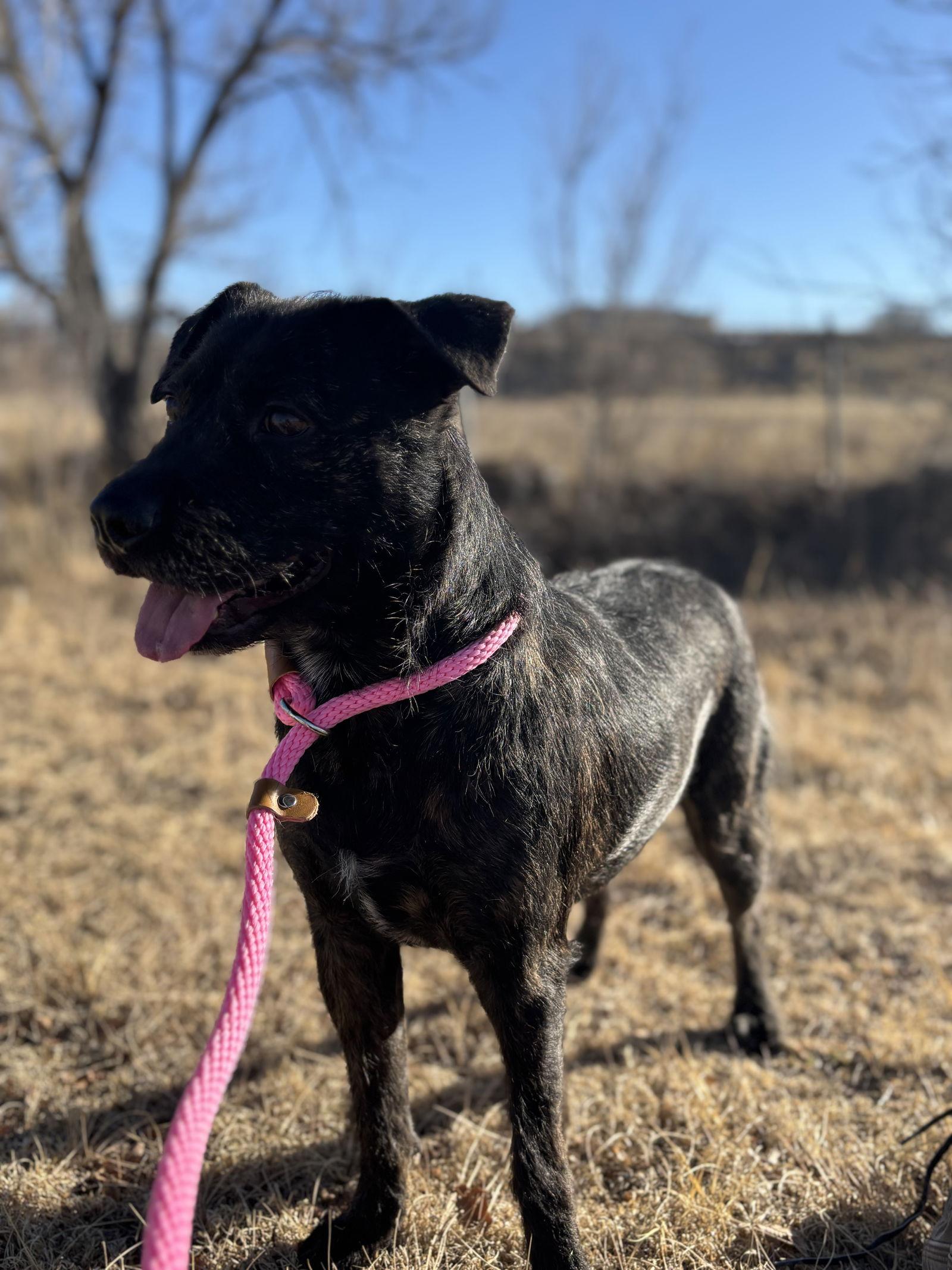 Toodles, adopted, Adult Female Terrier.