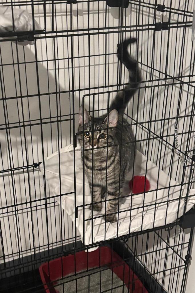 Enlarge Kate, a ADOPTABLE Domestic Short Hair in Granite City, IL image 1/1