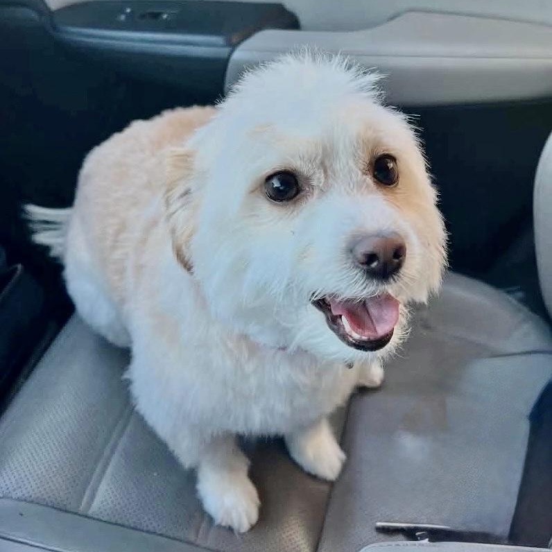 Enlarge Max Lee, a Adoptable Maltipoo in Plano, TX image 2/3