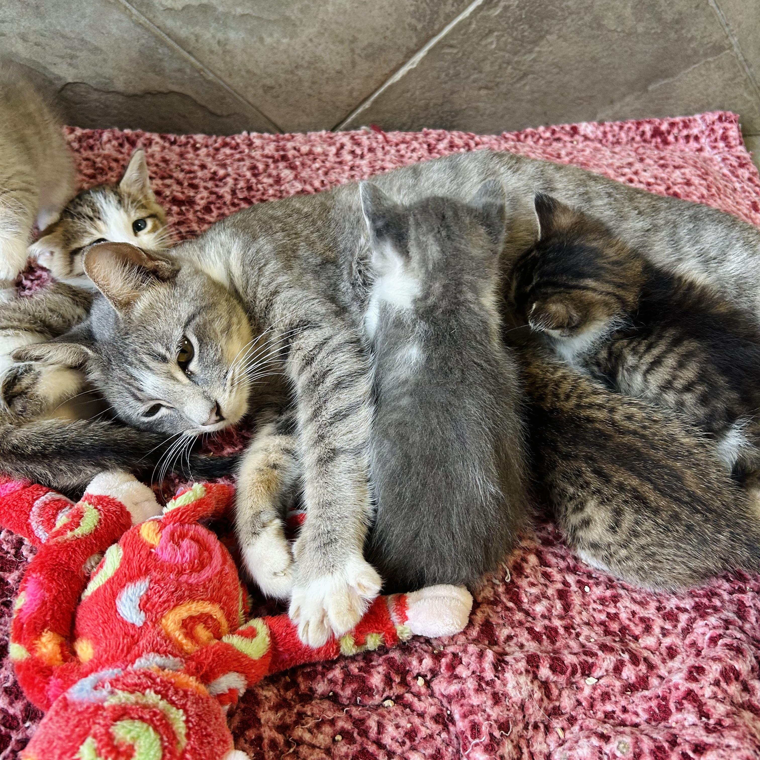 Enlarge Calypso, a Adoptable American Shorthair in Seguin, TX image 6/6