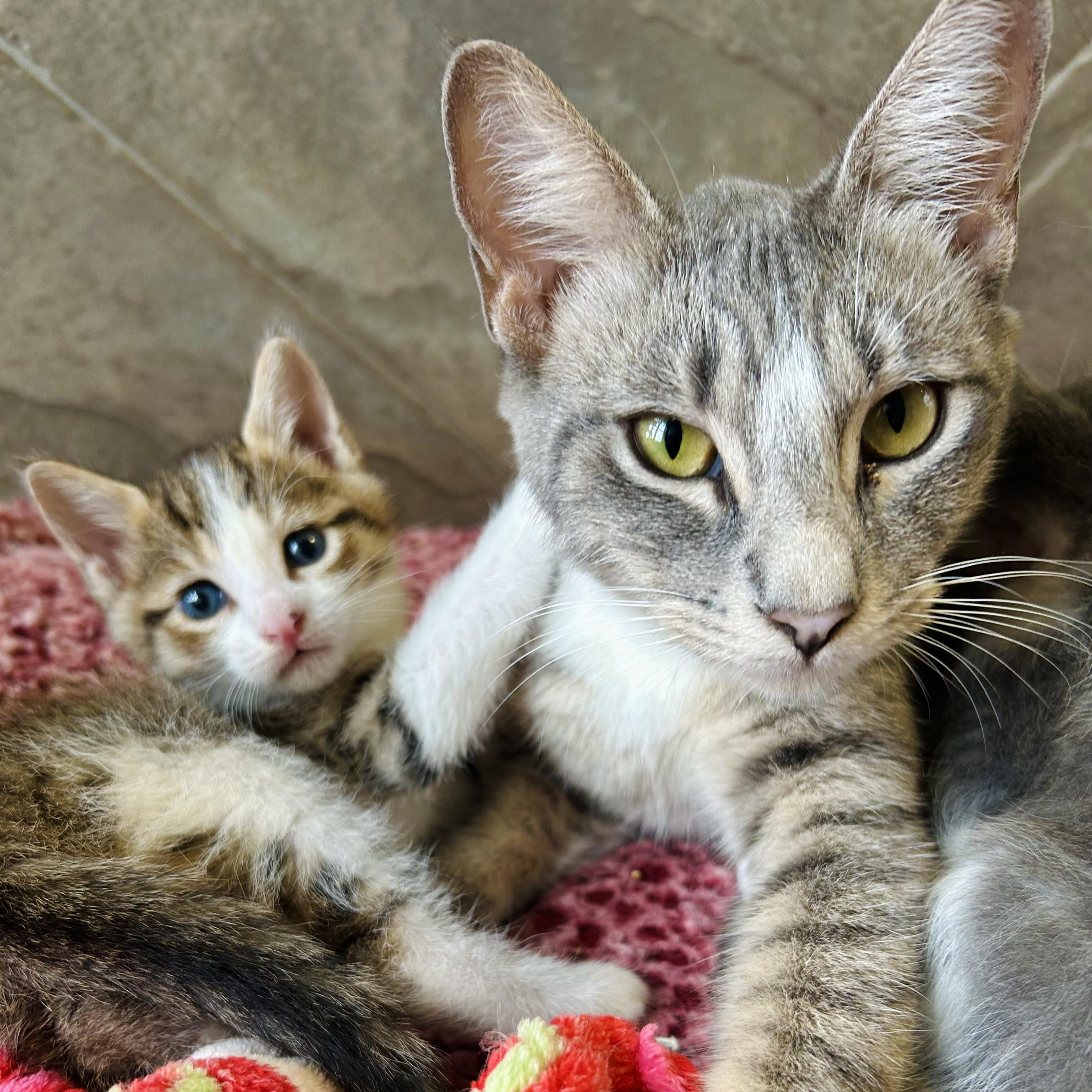 Enlarge Calypso, a Adoptable American Shorthair in Seguin, TX image 3/6