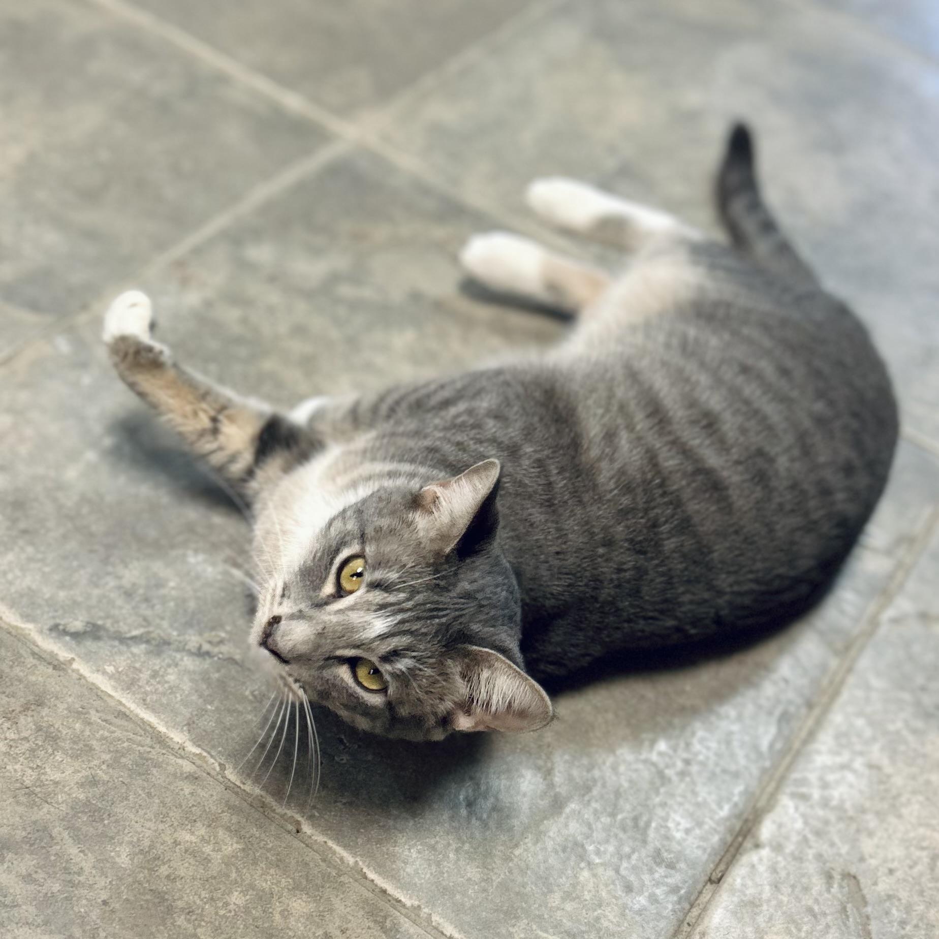 Calypso, a Adoptable American Shorthair in Seguin, TX image 2/6