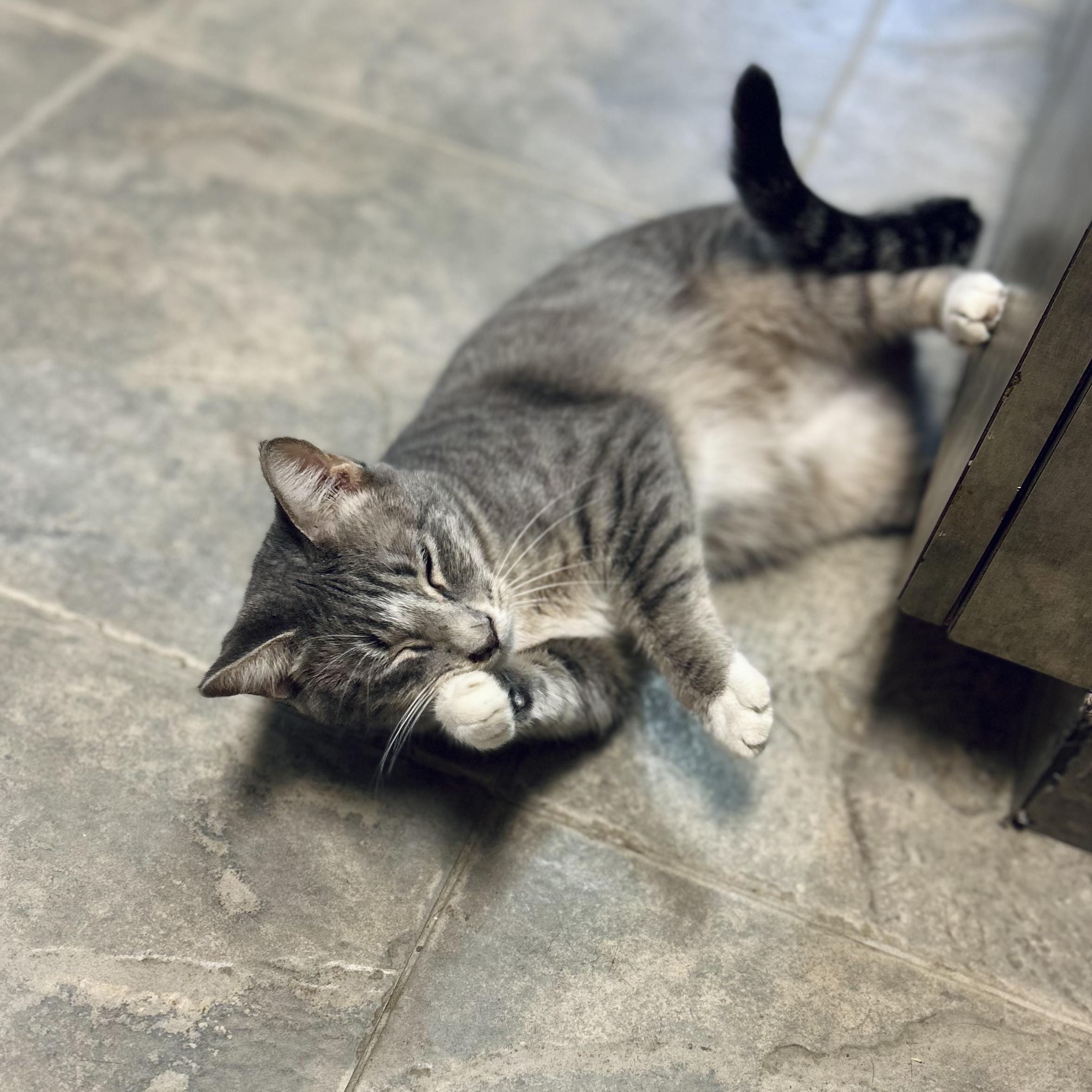 Calypso, a Adoptable American Shorthair in Seguin, TX image 1/6