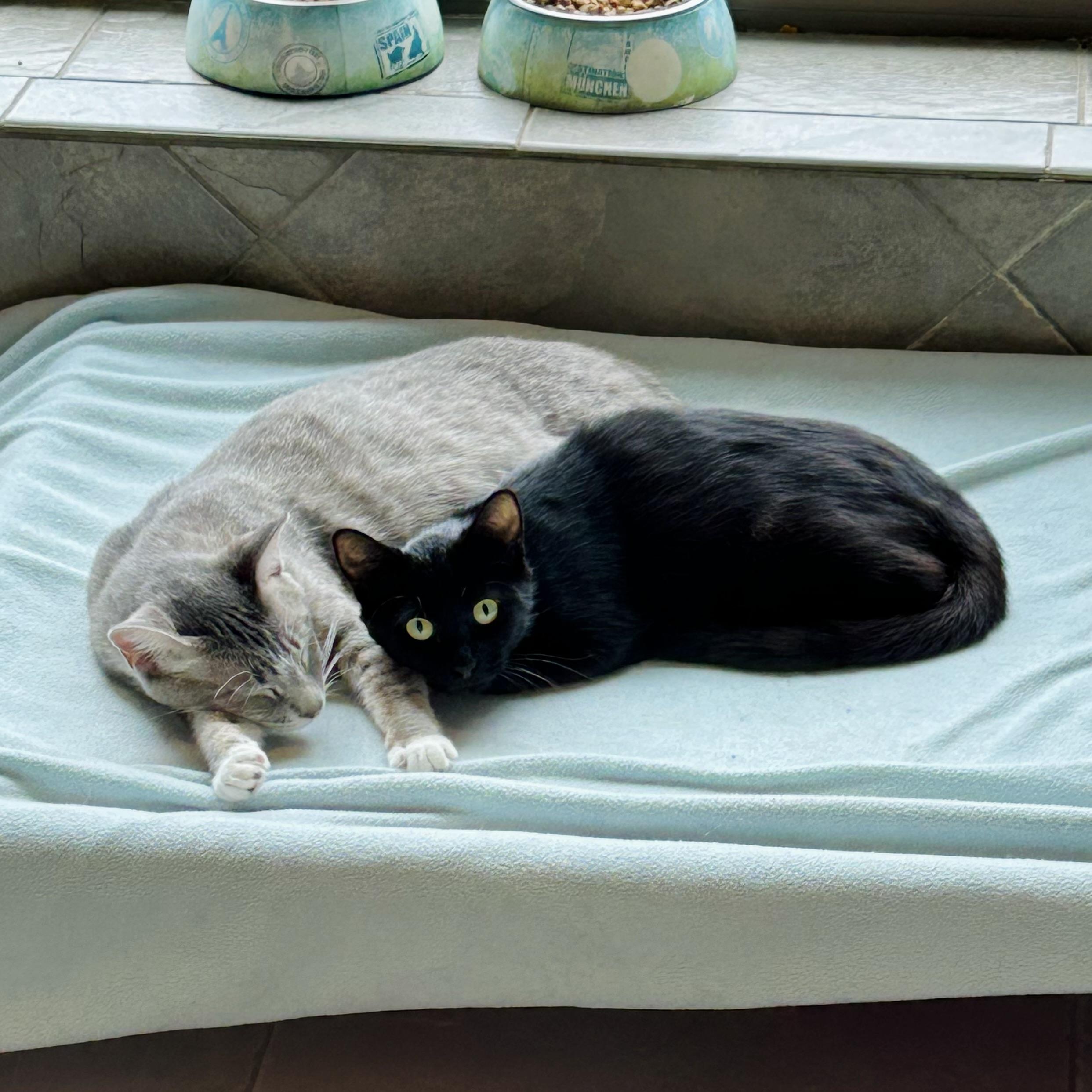 Calypso, a Adoptable American Shorthair in Seguin, TX image 3/6