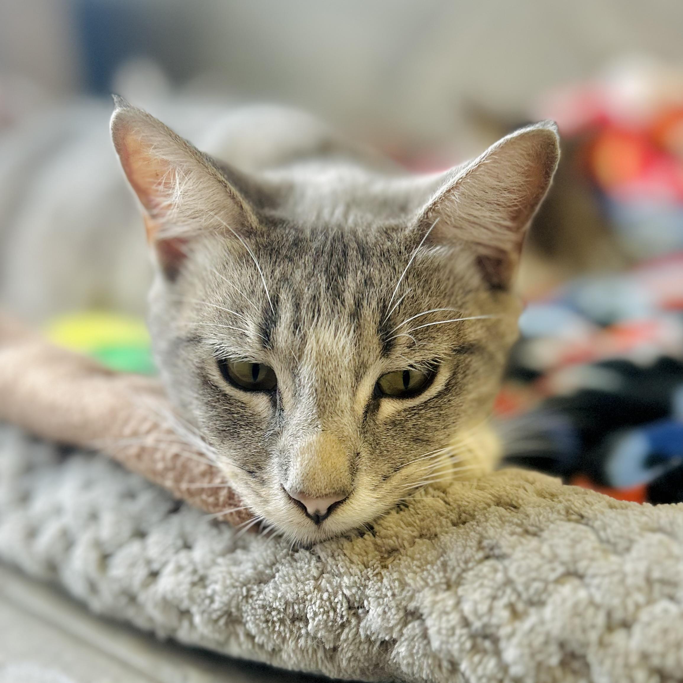 Enlarge Calypso, a Adoptable American Shorthair in Seguin, TX image 5/6