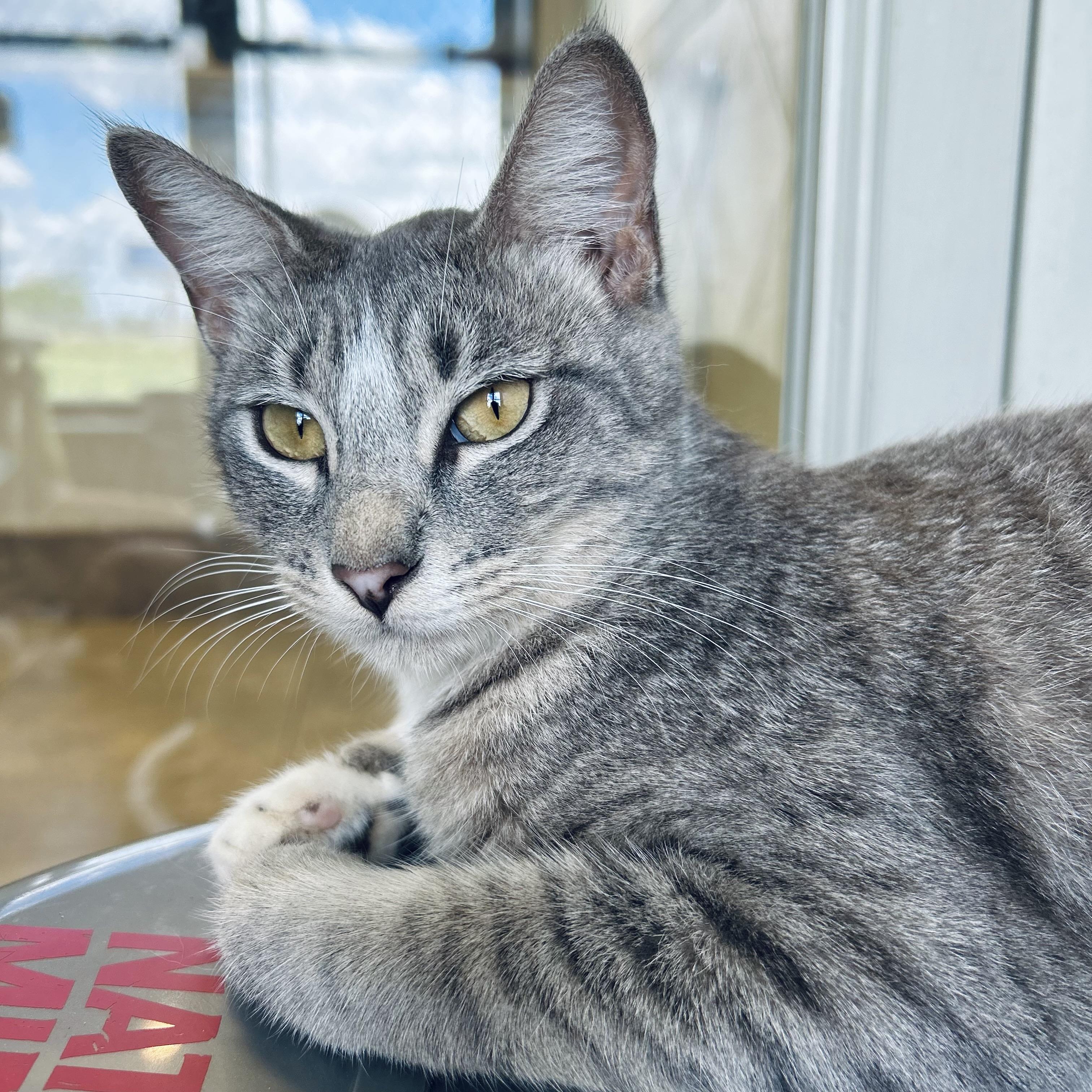 Enlarge Calypso, a Adoptable American Shorthair in Seguin, TX image 4/6