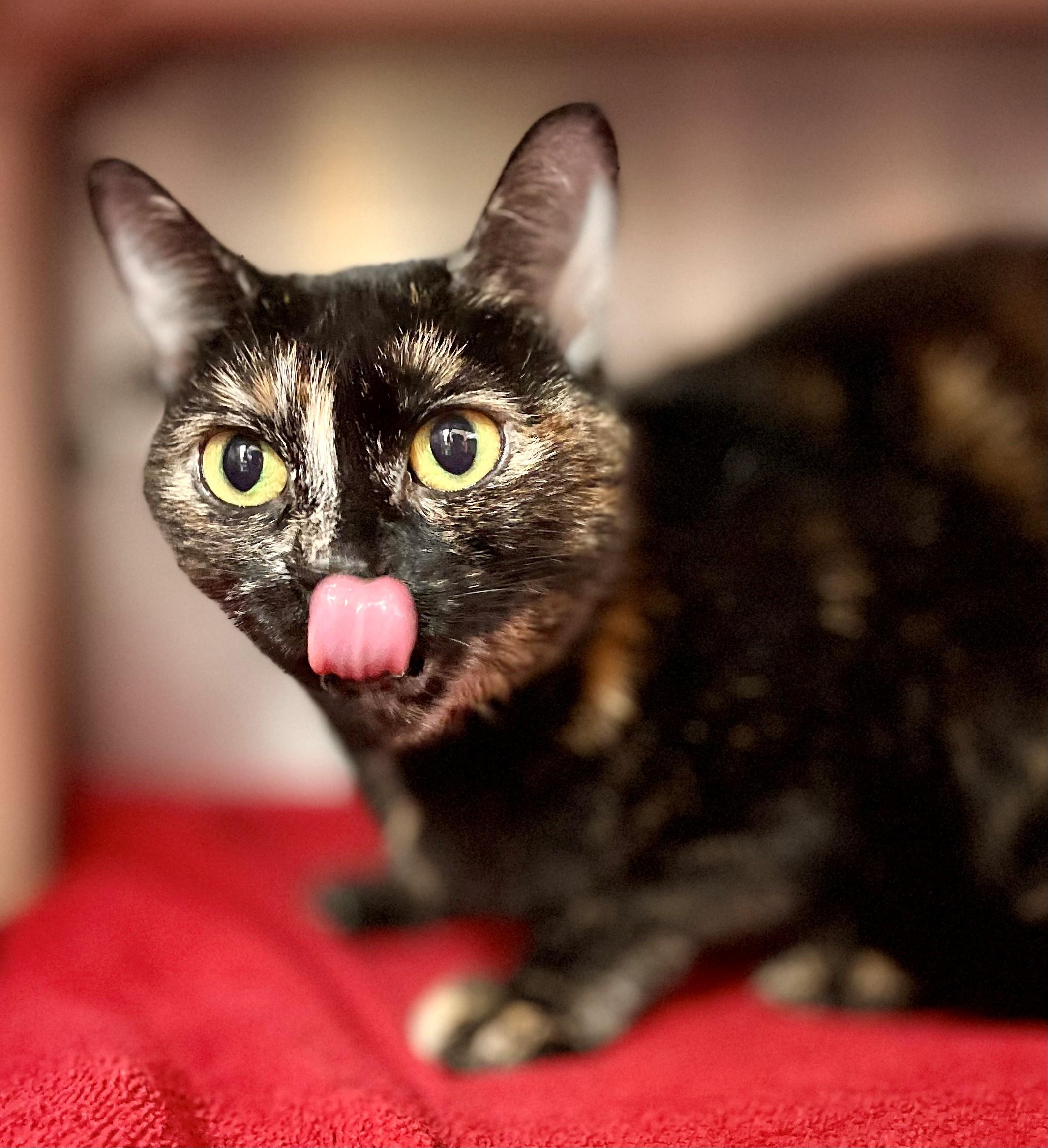 Enlarge Lea, a Adoptable Domestic Short Hair in Hamilton, ON image 1/5