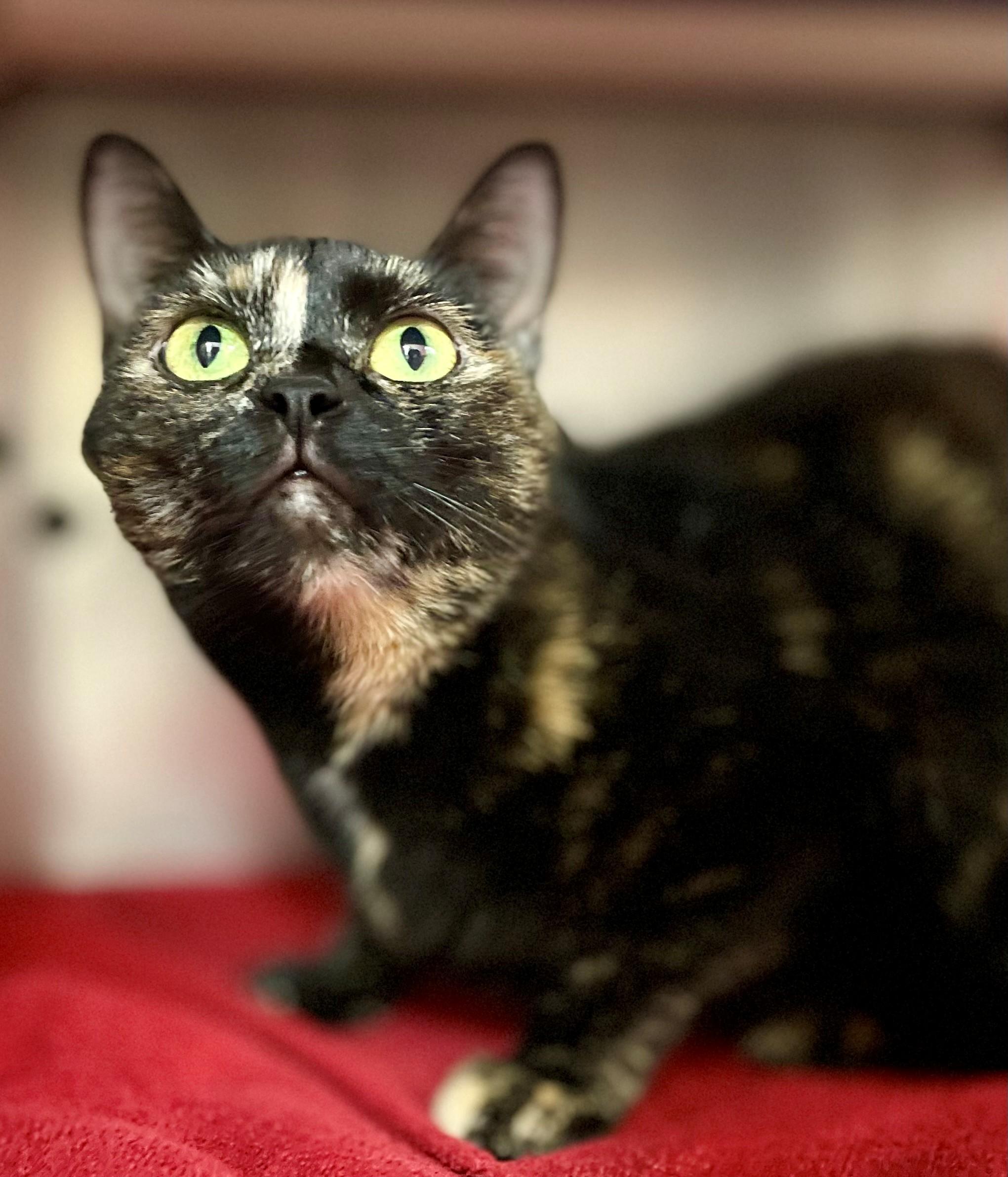 Enlarge Lea, a Adoptable Domestic Short Hair in Hamilton, ON image 2/5