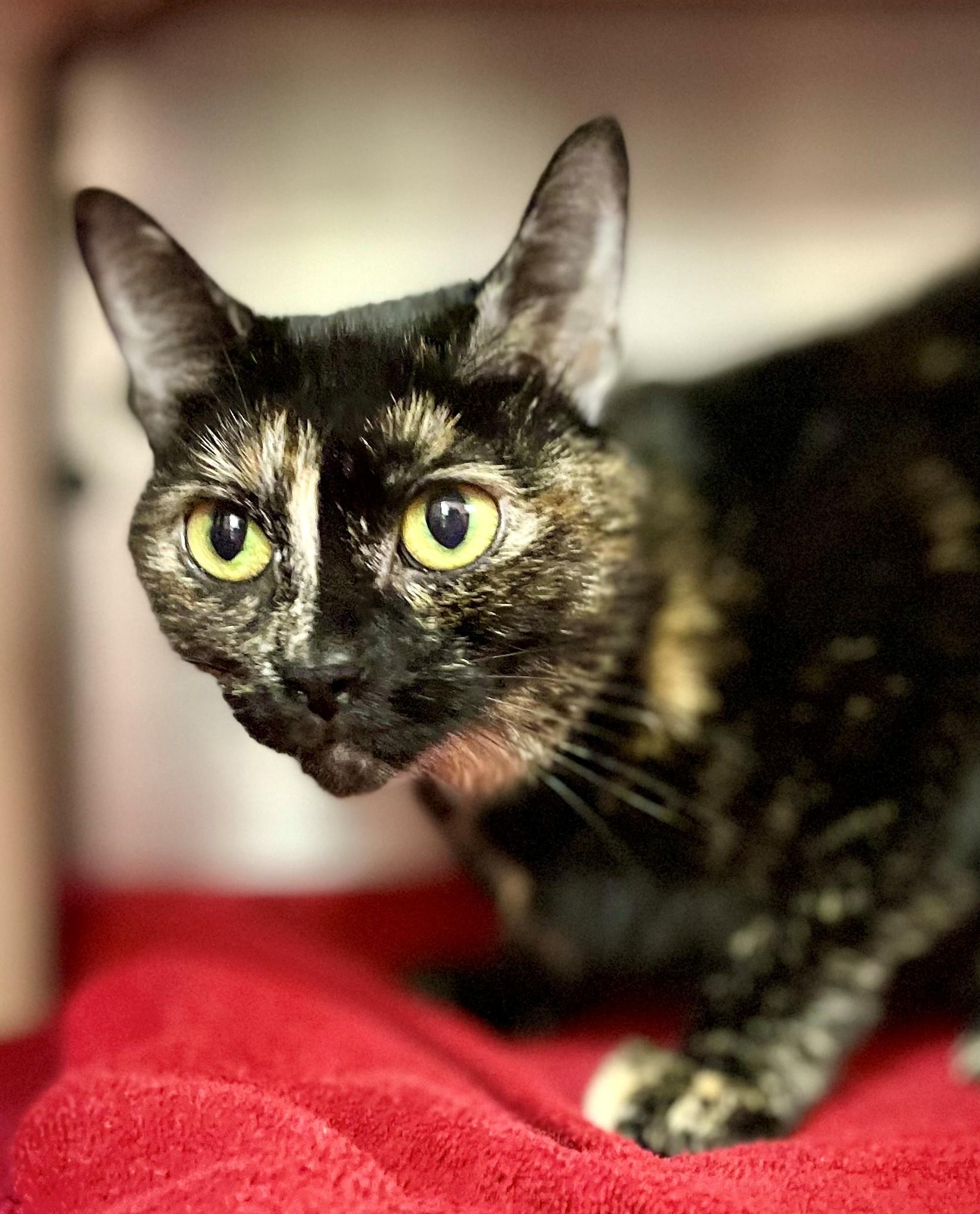 Enlarge Lea, a Adoptable Domestic Short Hair in Hamilton, ON image 3/5