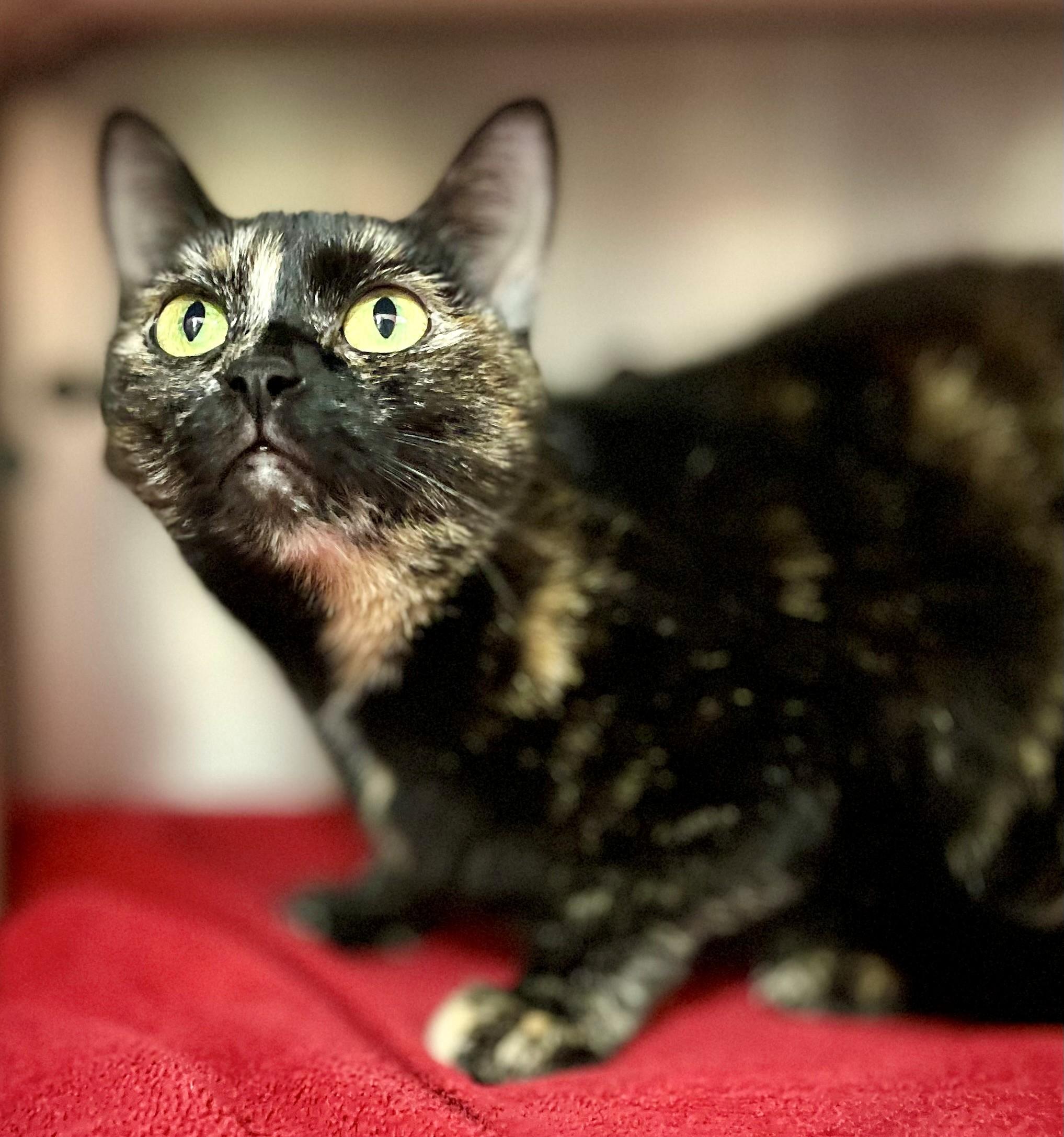 Enlarge Lea, a Adoptable Domestic Short Hair in Hamilton, ON image 4/5