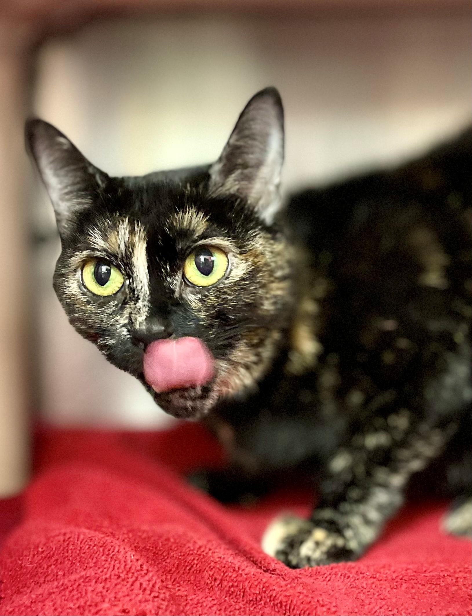 Enlarge Lea, a Adoptable Domestic Short Hair in Hamilton, ON image 5/5