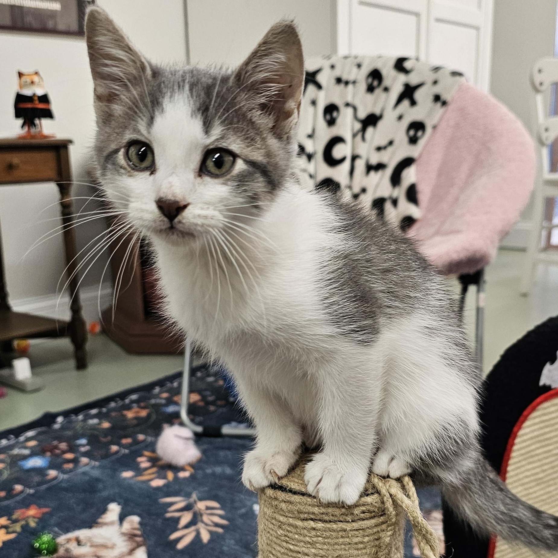 Enlarge Rocky Raccoon, a Adopted Domestic Short Hair in Toledo, OH image 1/1