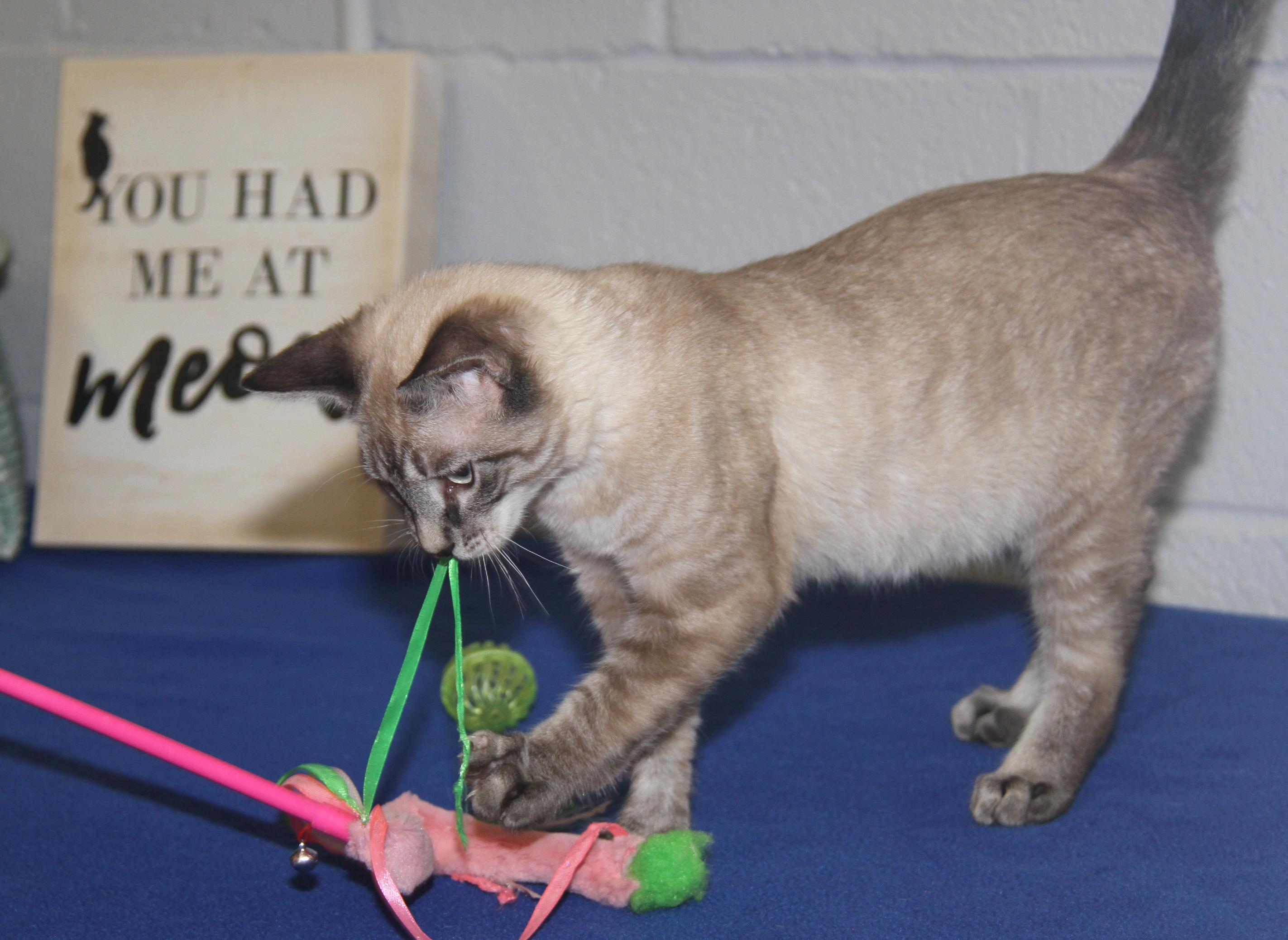 Enlarge Noodle (Neutered) (Photos 7/4/2025), an adopted mixed breed in Marietta, OH image 3/6