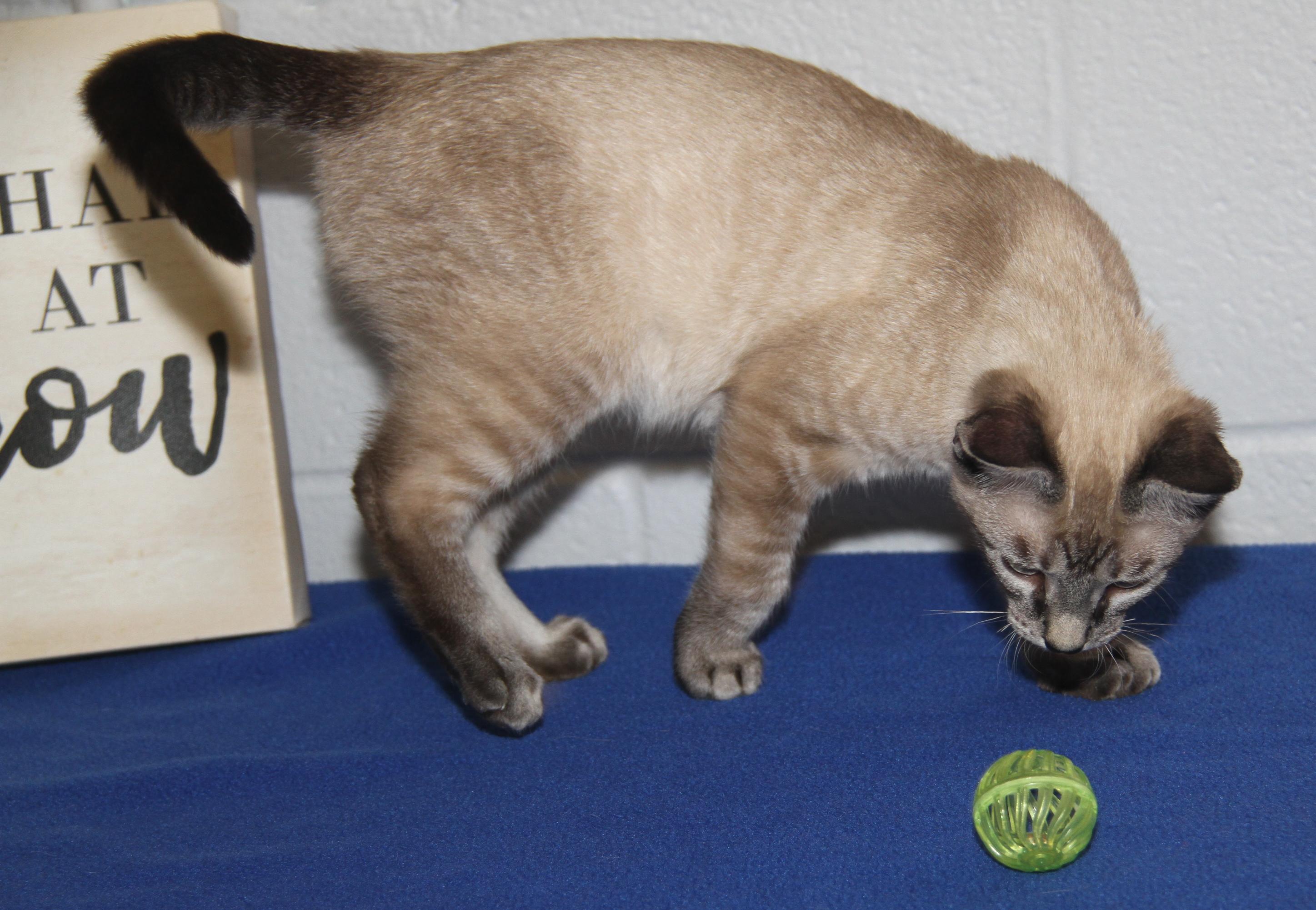 Enlarge Noodle (Neutered) (Photos 7/4/2025), an adopted mixed breed in Marietta, OH image 2/6