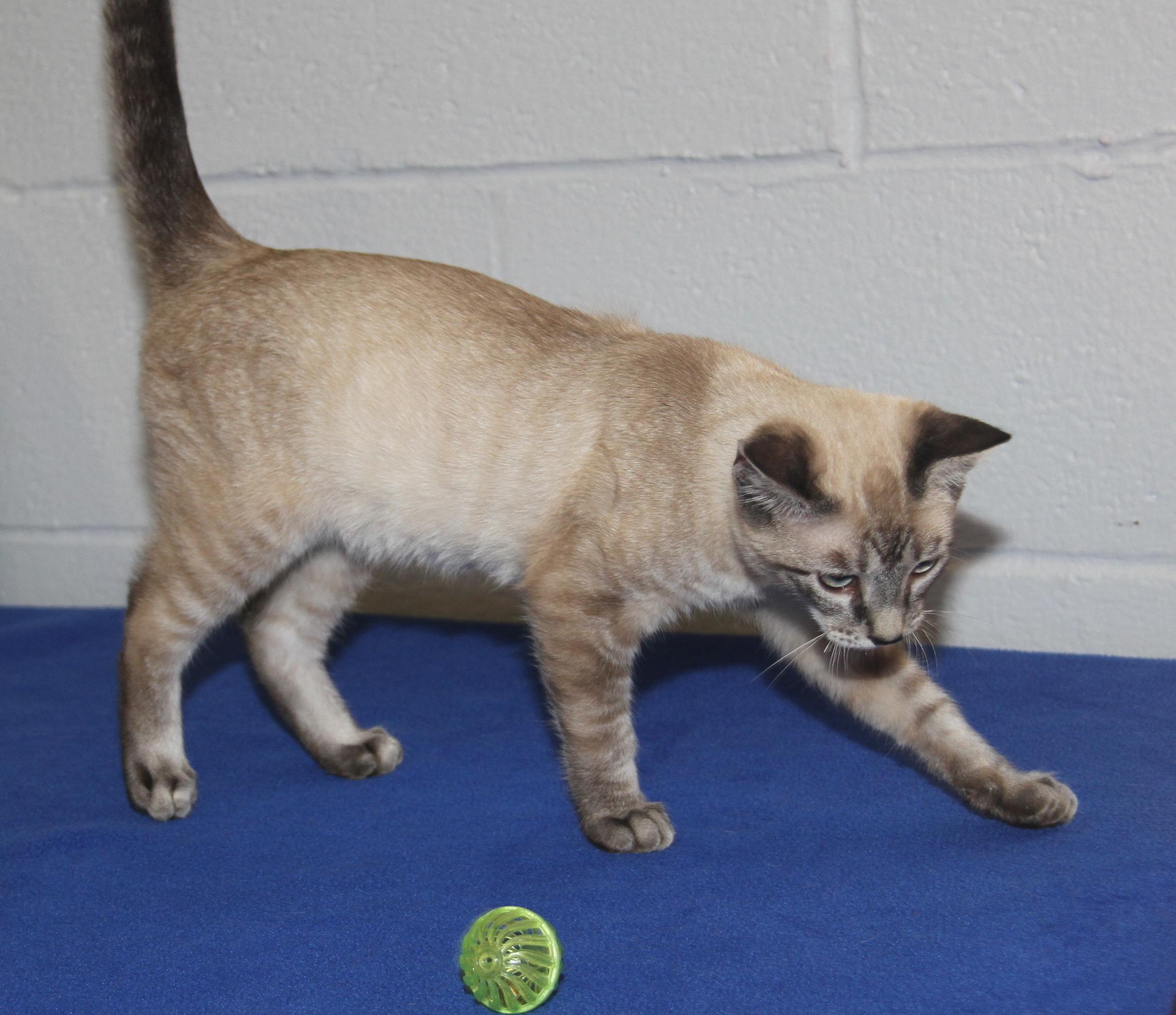 Enlarge Noodle (Neutered) (Photos 7/4/2025), an adopted mixed breed in Marietta, OH image 1/6