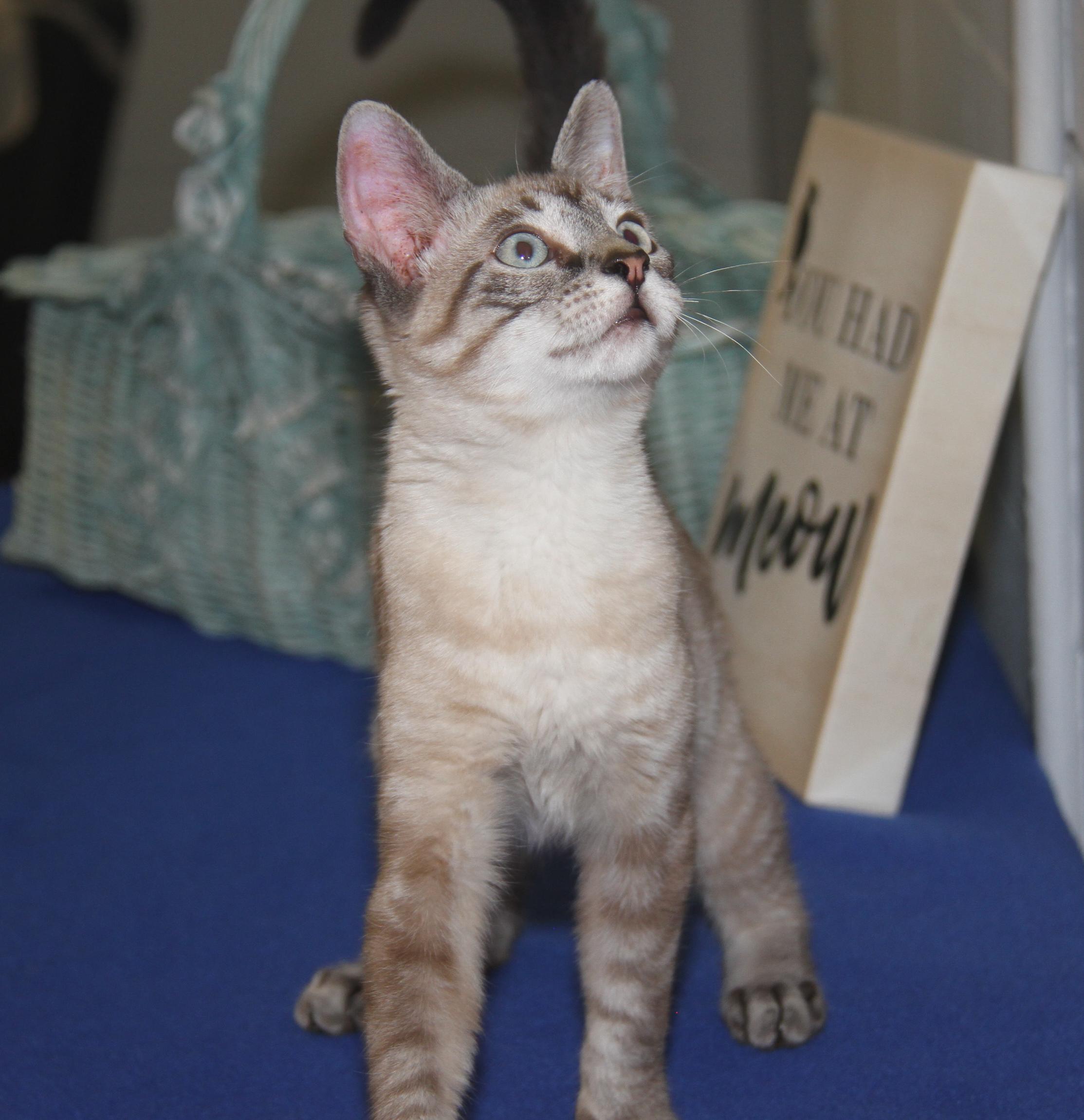 Enlarge Noodle (Neutered) (Photos 7/4/2025), an adopted mixed breed in Marietta, OH image 5/6