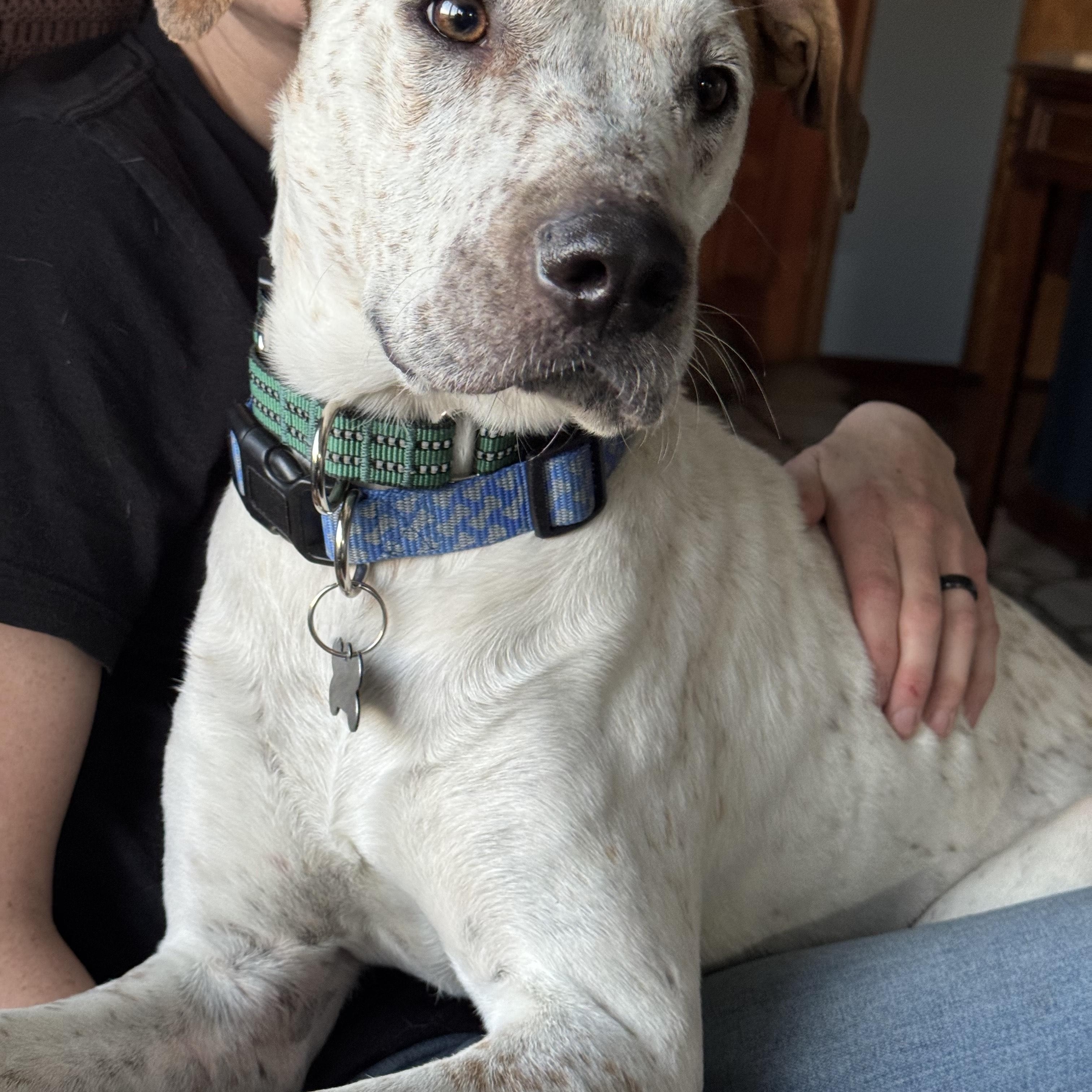 Sparrow — thumbnail 3