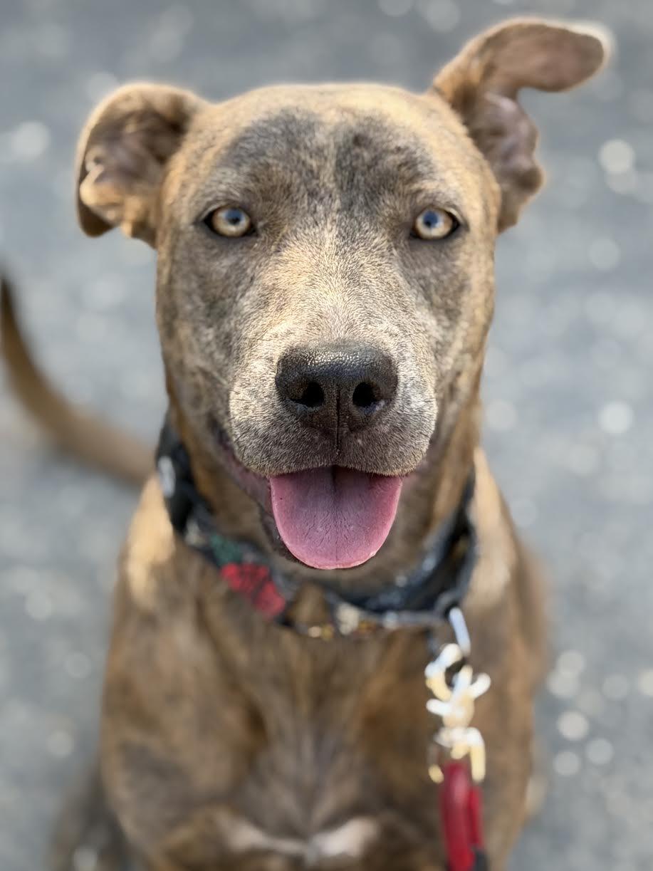 Bailey, Adoptable, Young Female Pit Bull Terrier.