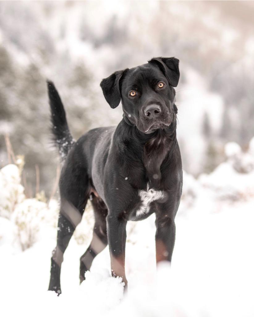 Ozzy, Adopted, Young Male Labrador Retriever & Mixed Breed.